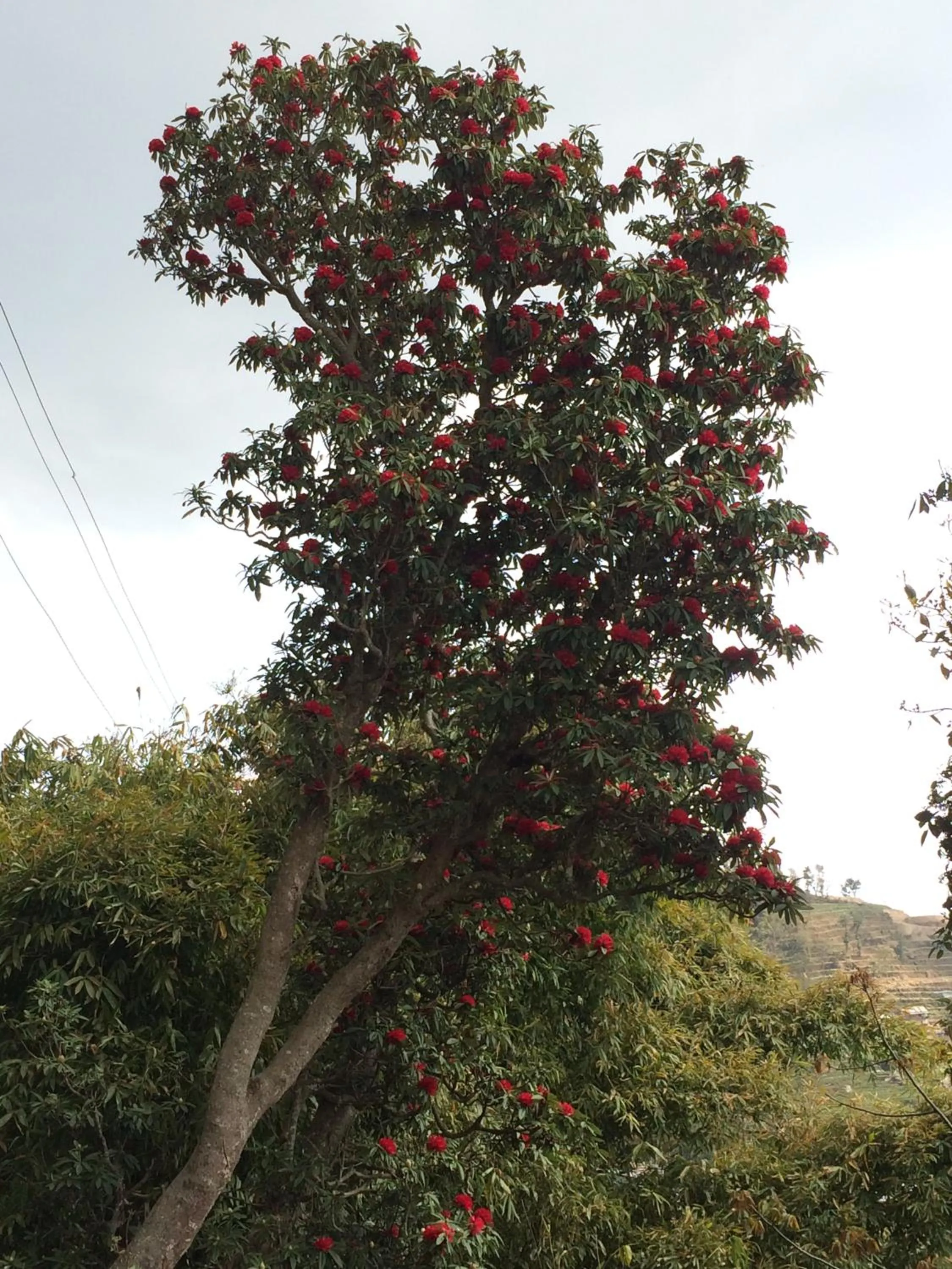 Spring in Golden Gate Guest House