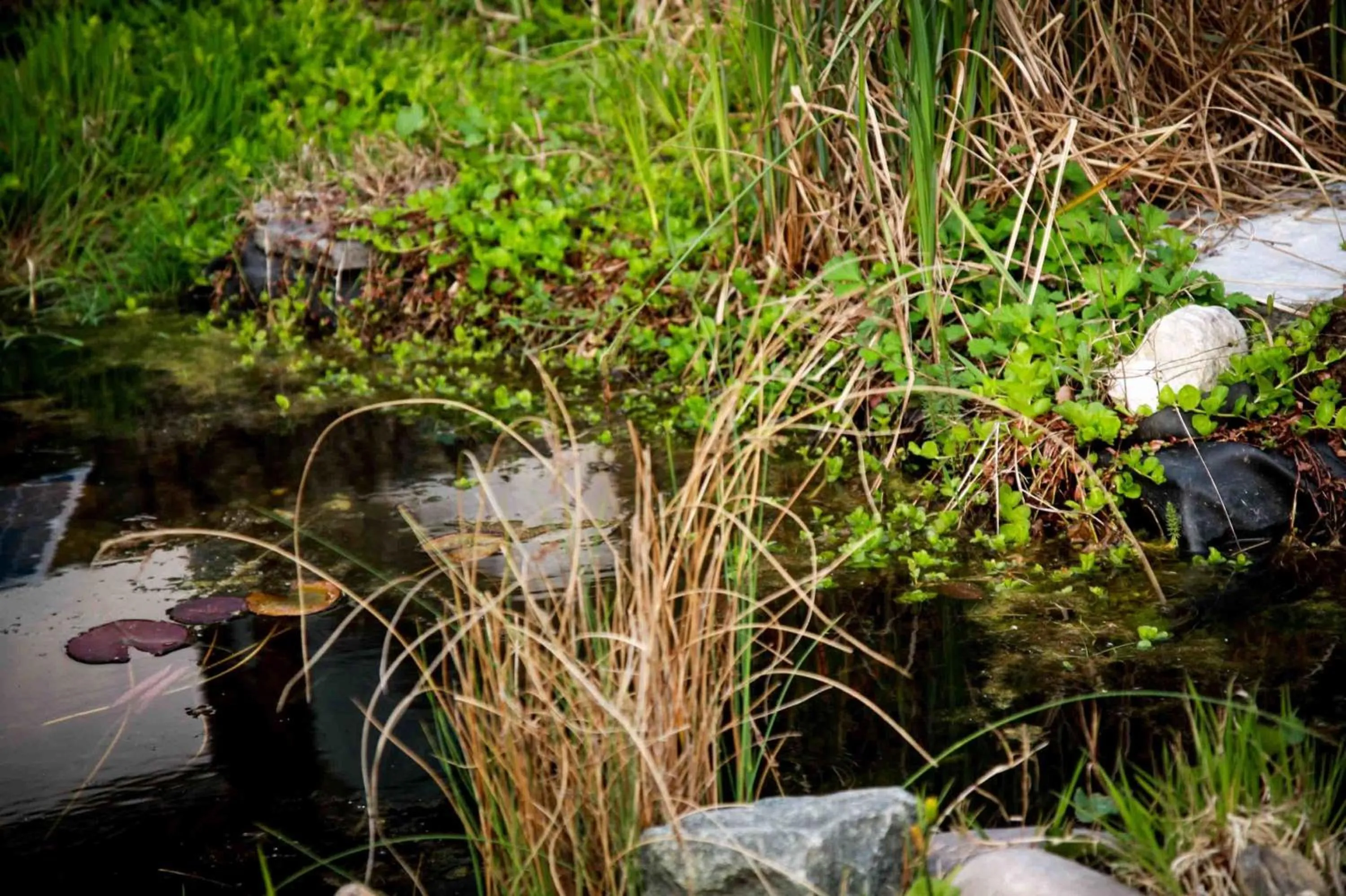 Garden in B&B Moensberg