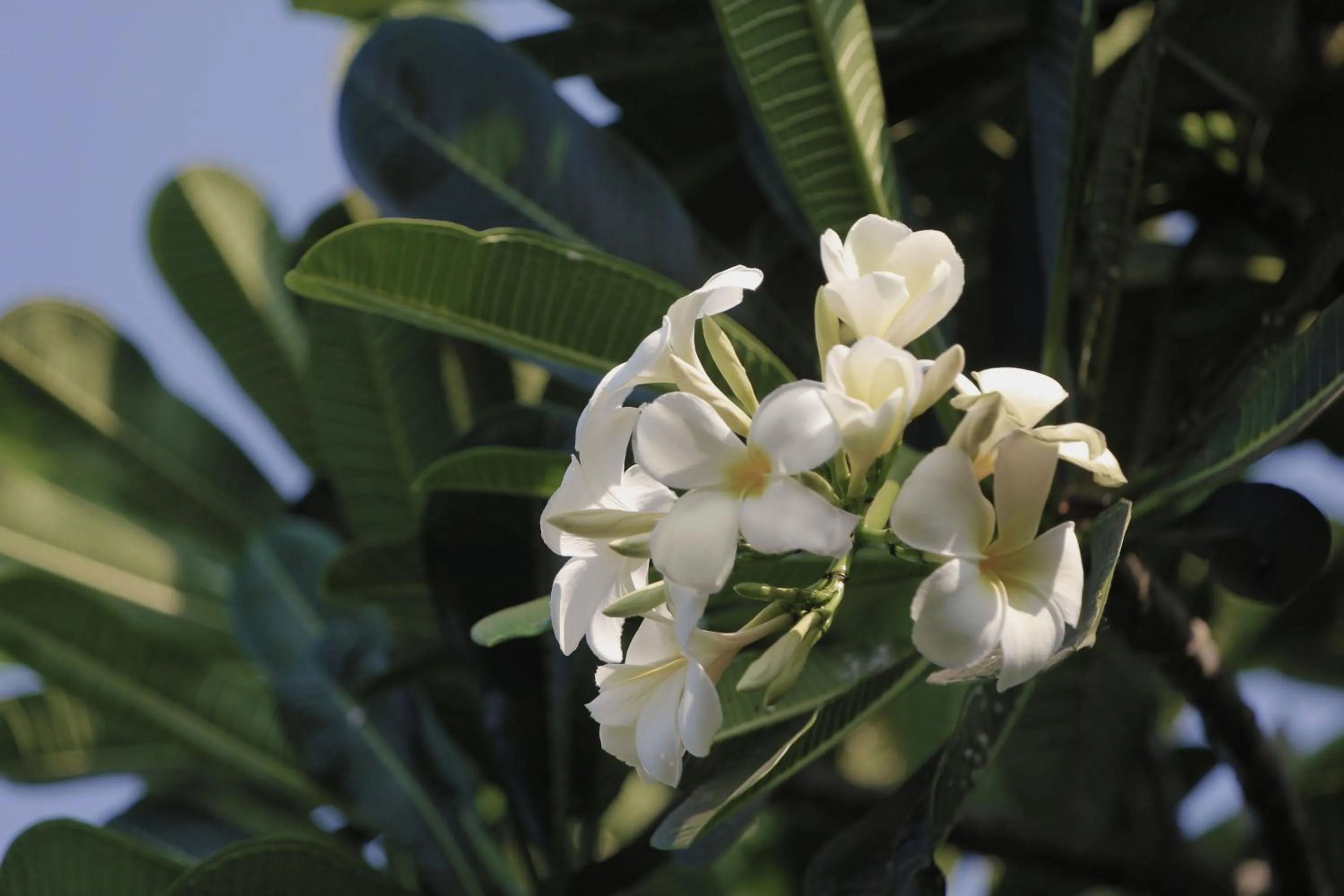 Garden in Aradhana Villas by Ekosistem