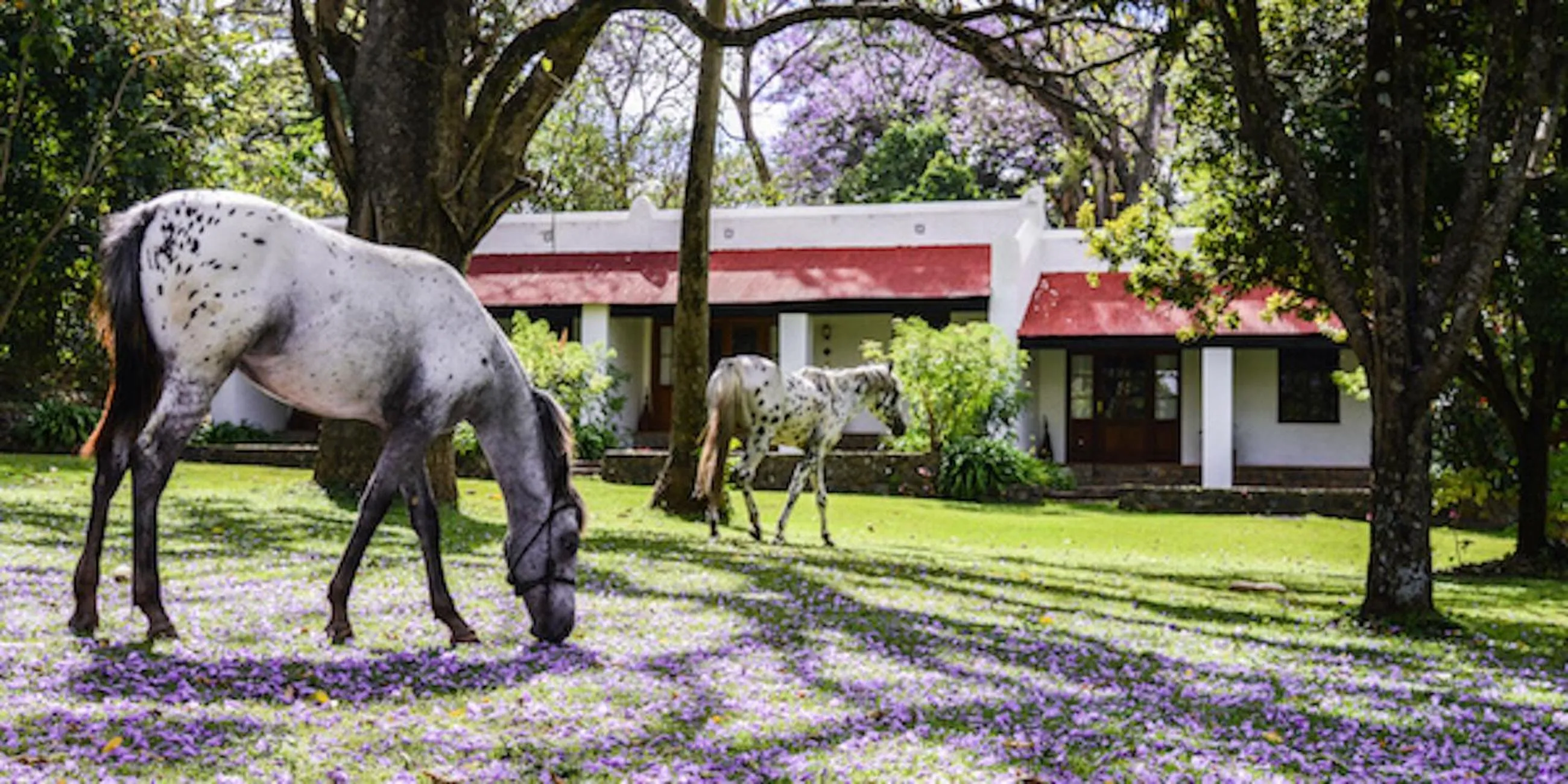 Horse-riding in Ngare Sero Mountain Lodge