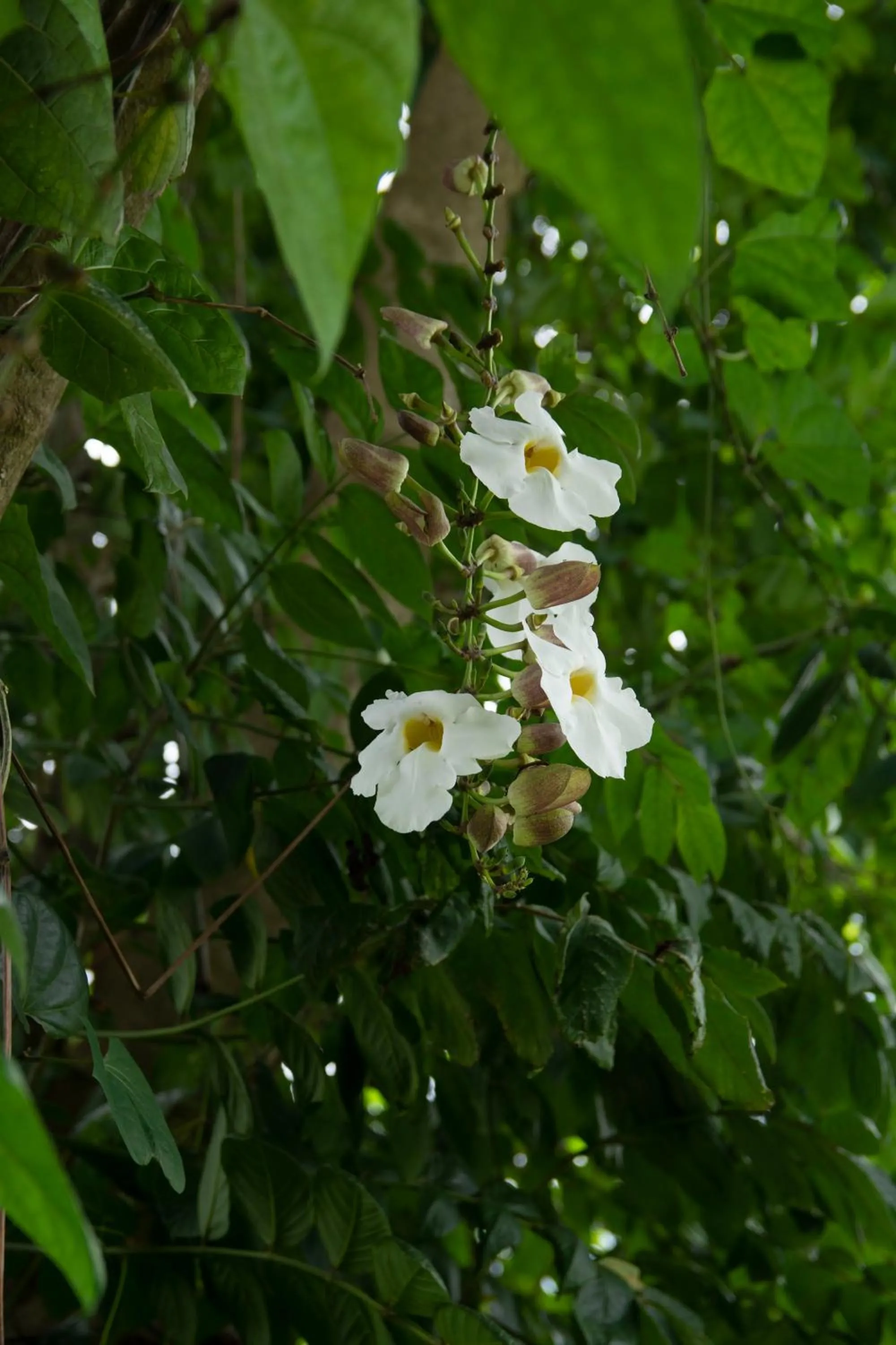 Garden in Peaceful Peak