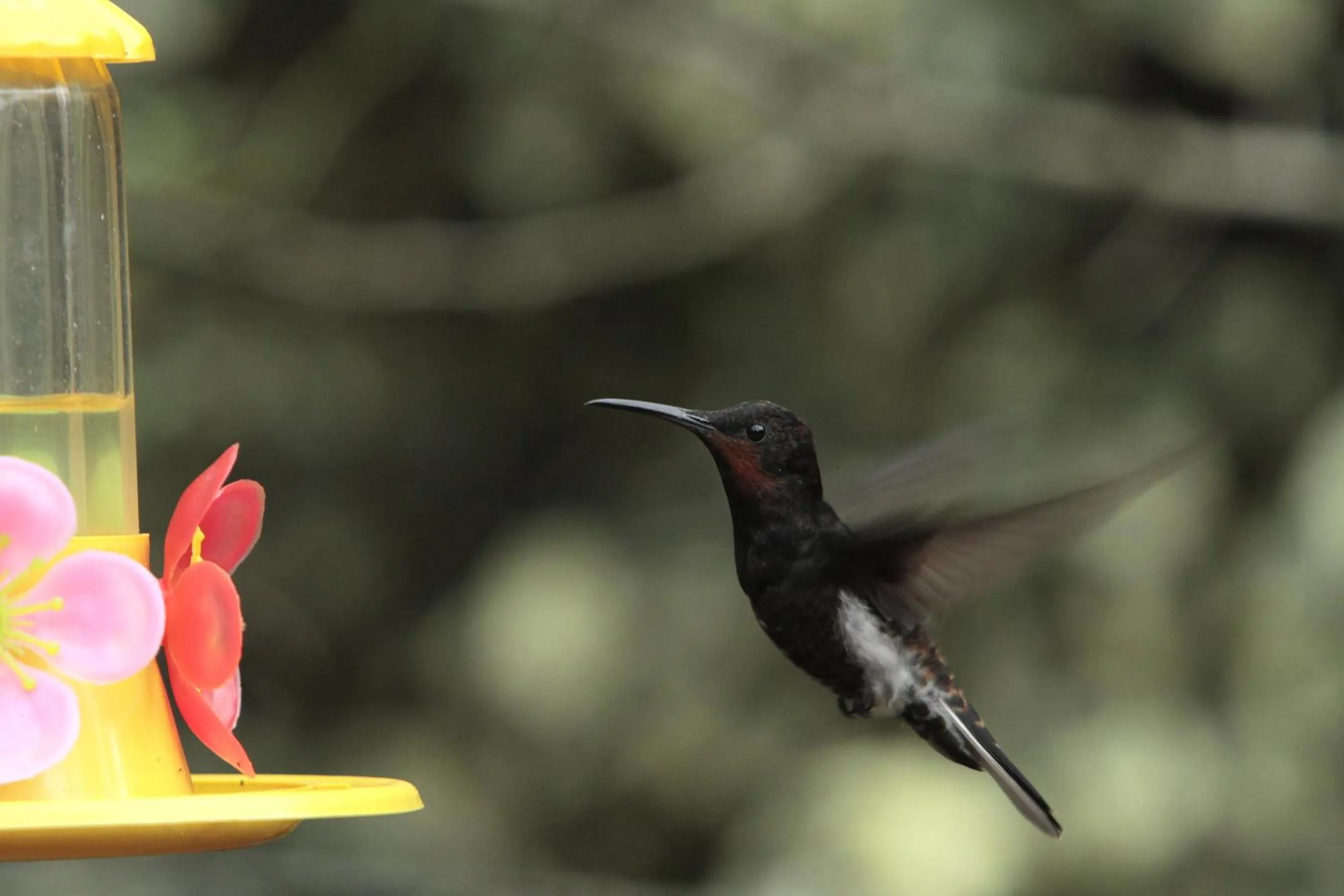 Garden in Pousada Chalé da Floresta