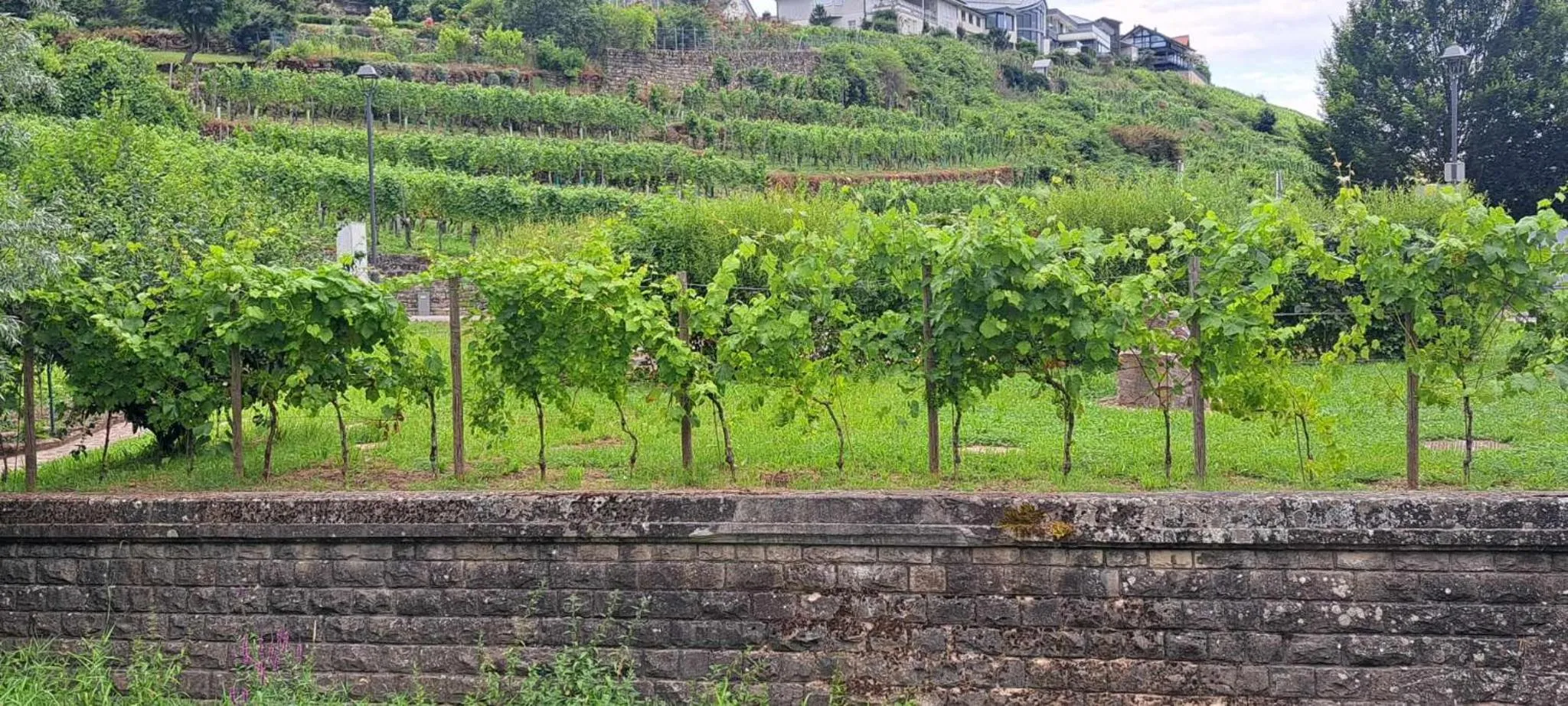 Spring in Hotel Ehnen La Moselle Luxembourg