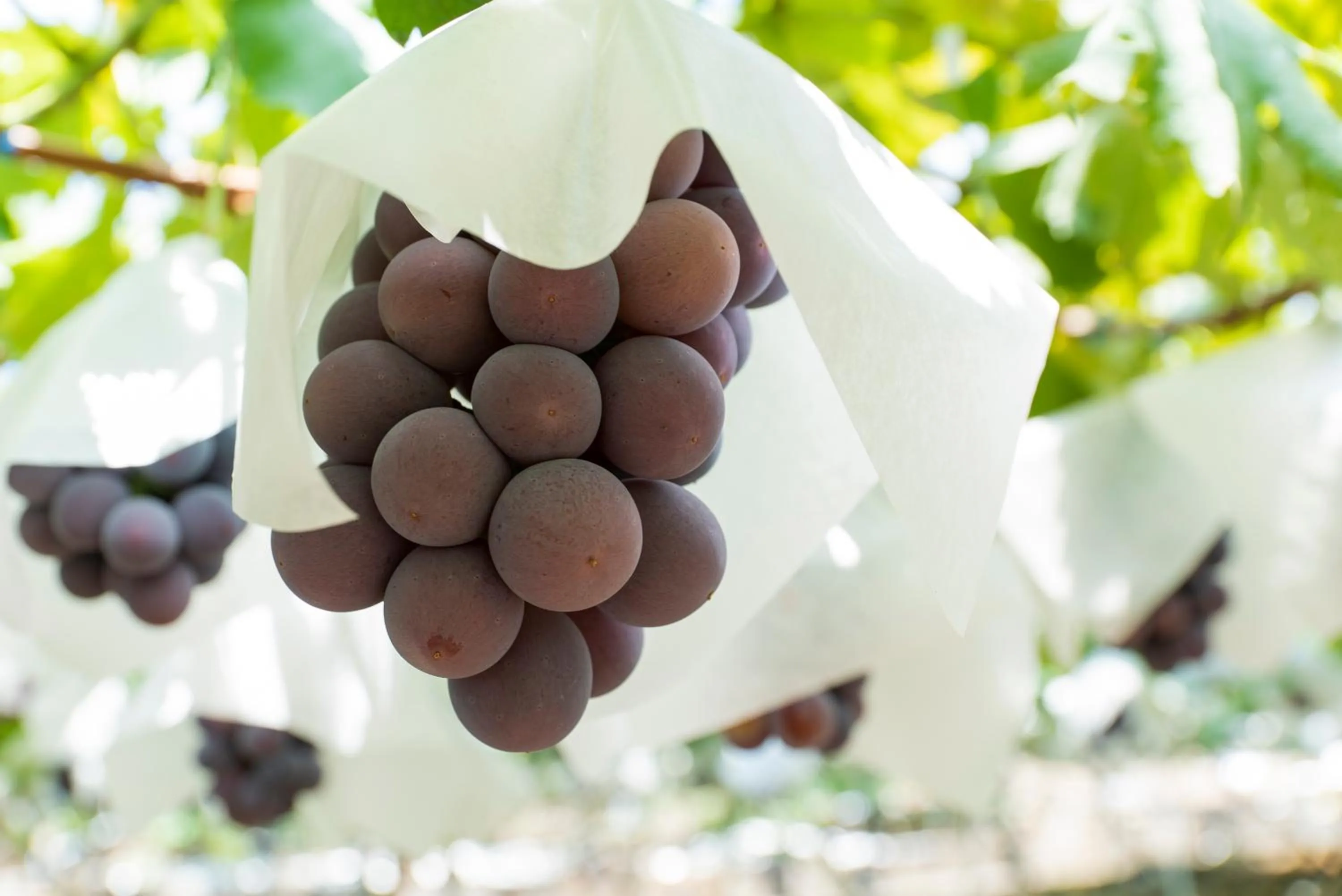 Nearby landmark in Fruit Park Fujiya Hotel