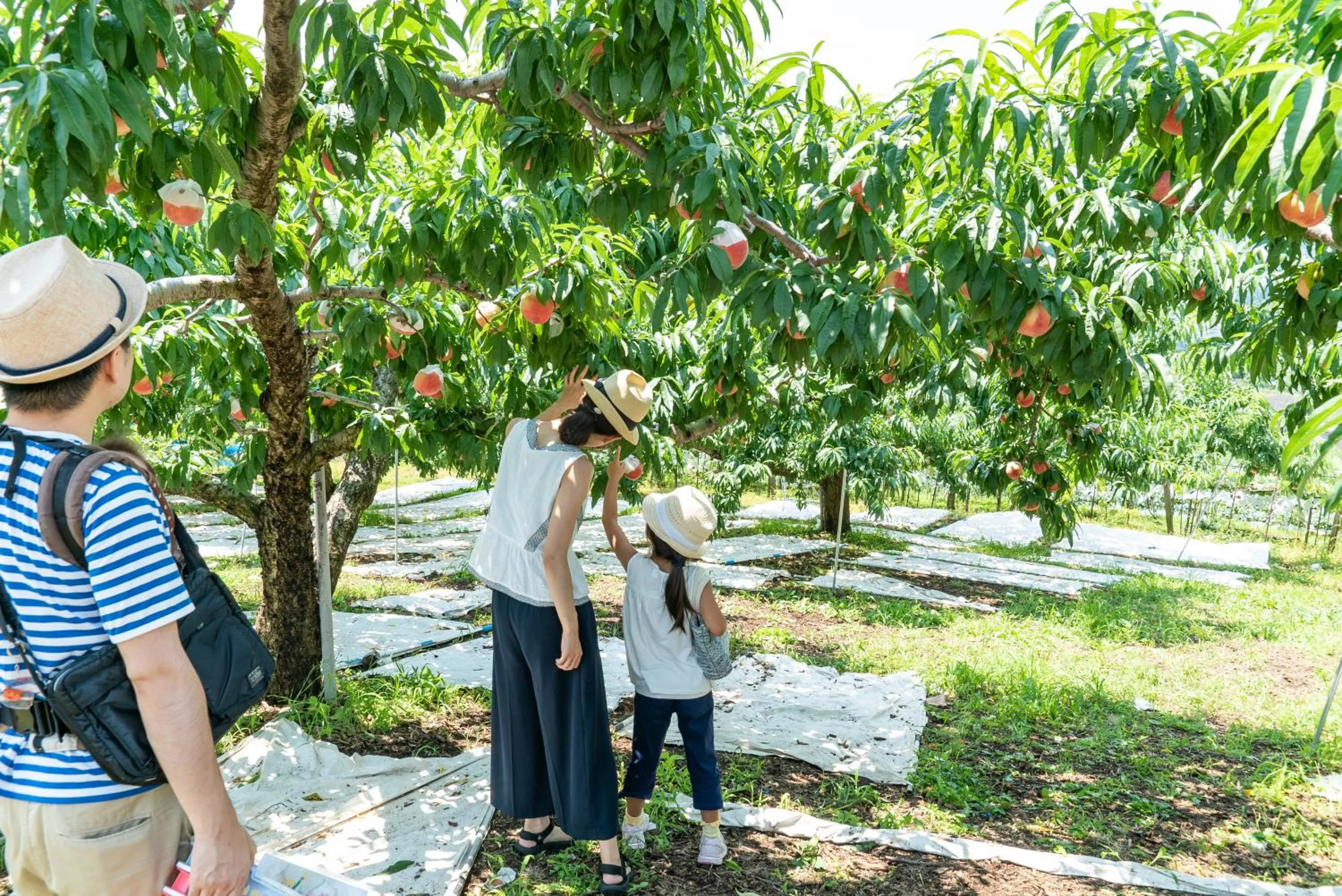 Nearby landmark in Fruit Park Fujiya Hotel