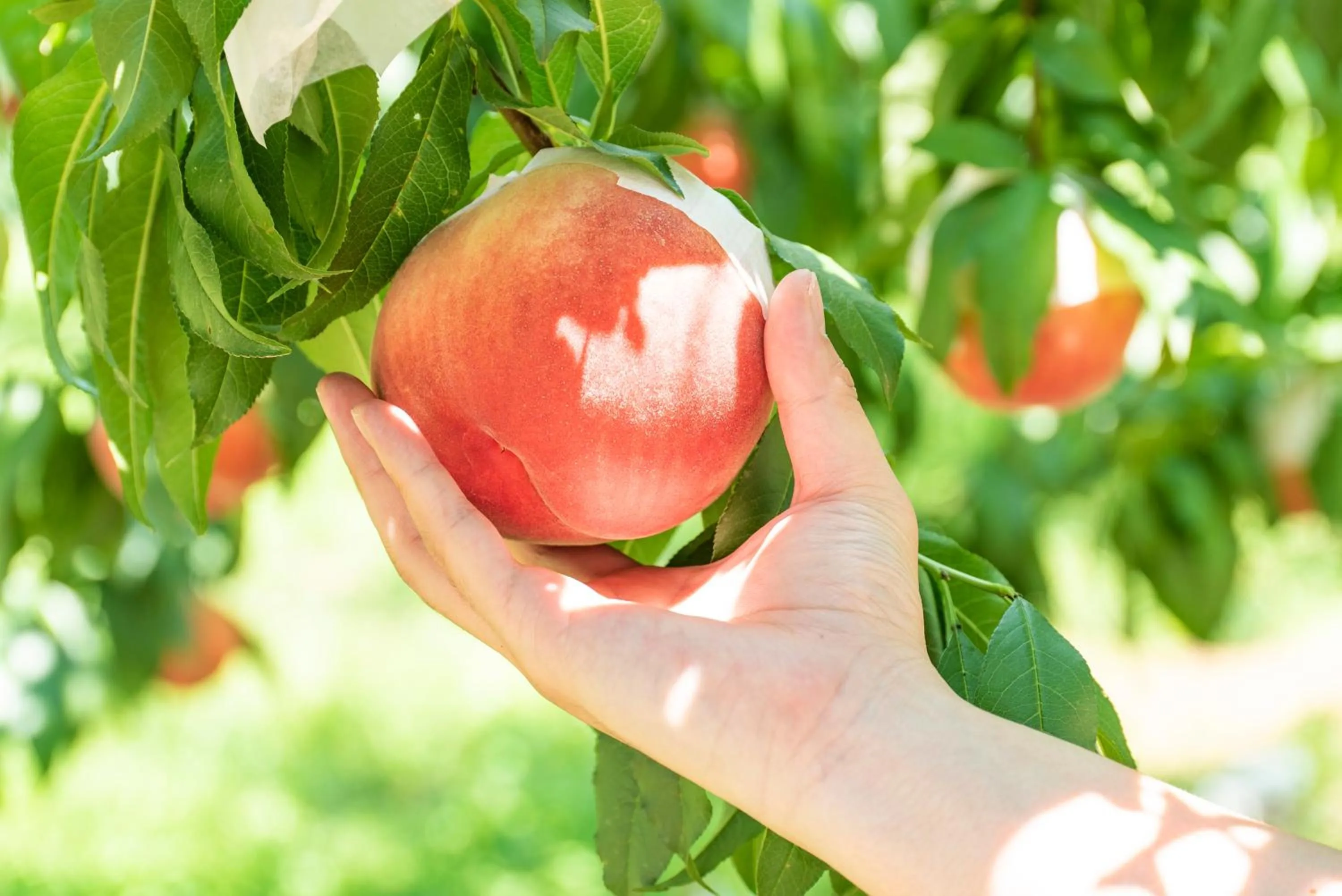 Nearby landmark in Fruit Park Fujiya Hotel