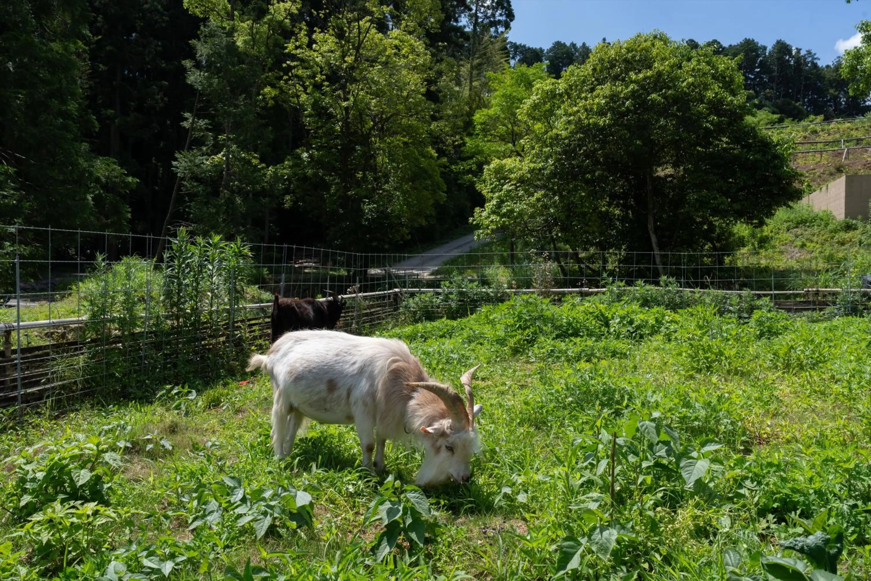 Off site in Tsuwabuki no Hana