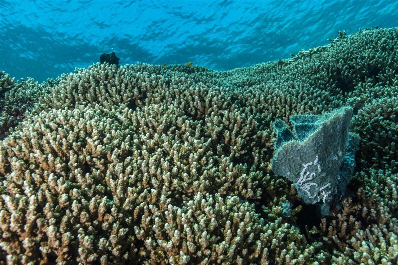 Natural landscape in Hotel Pondok Sari Beach & SPA Resort