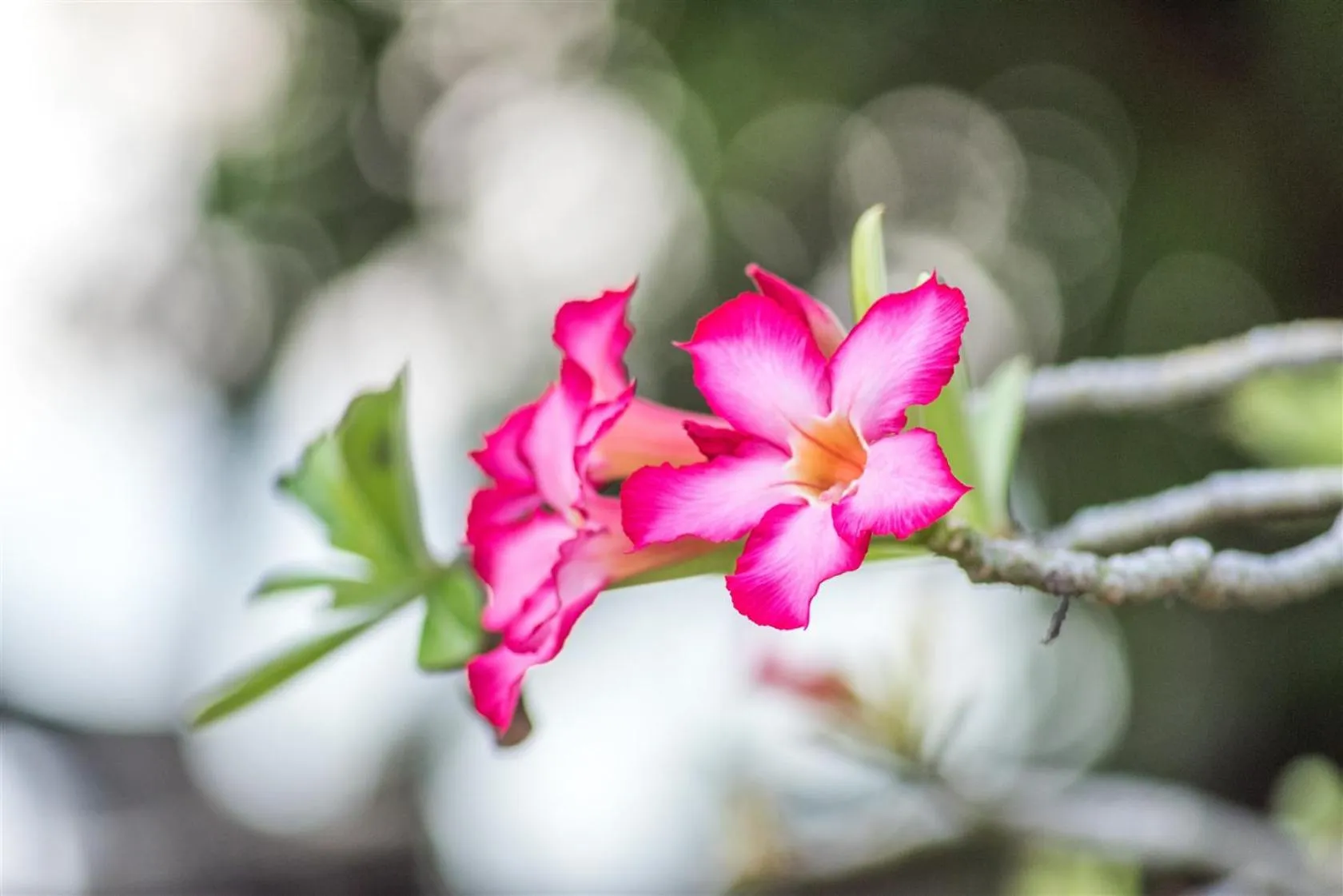 Garden in Hotel Pondok Sari Beach & SPA Resort