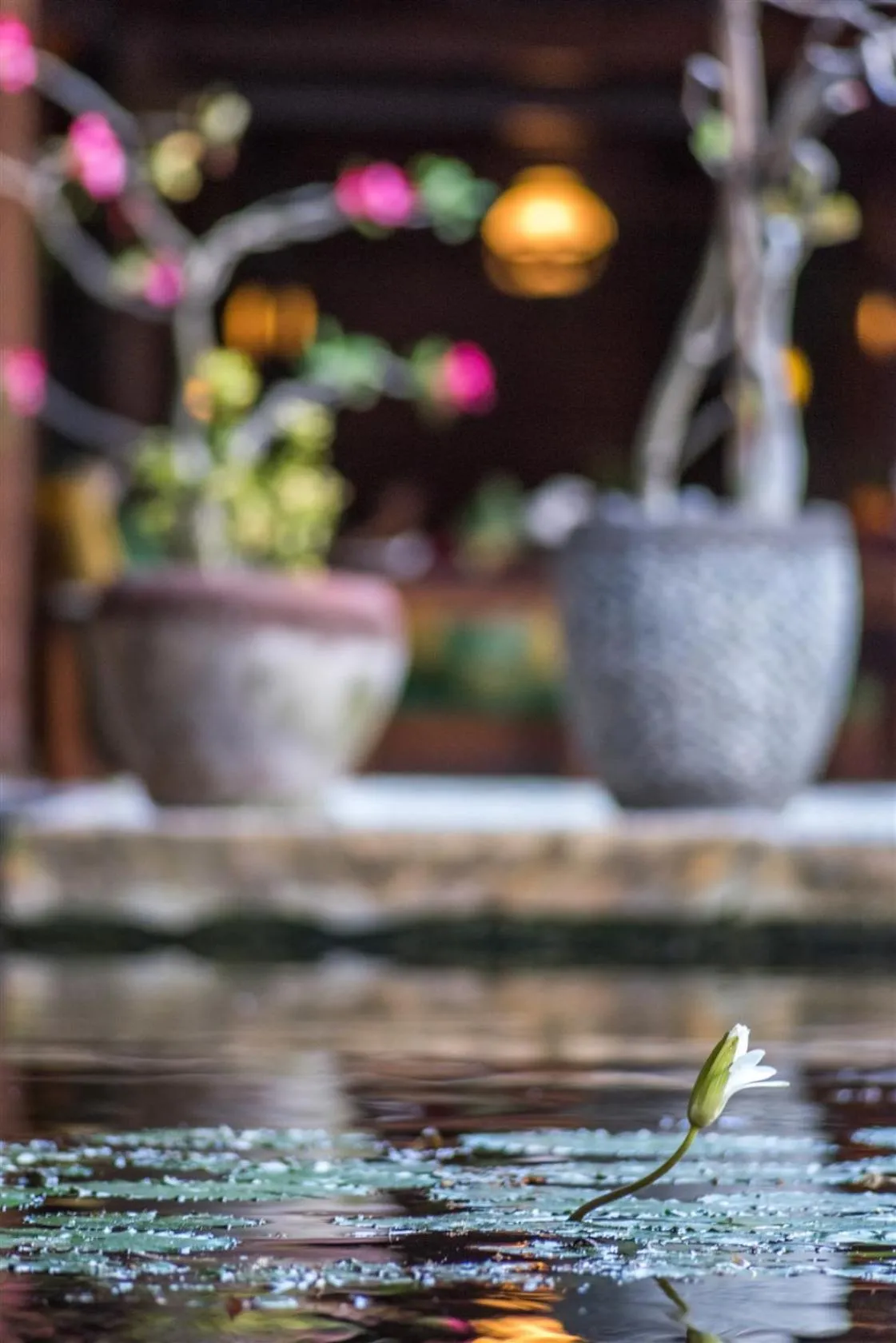 Garden in Hotel Pondok Sari Beach & SPA Resort