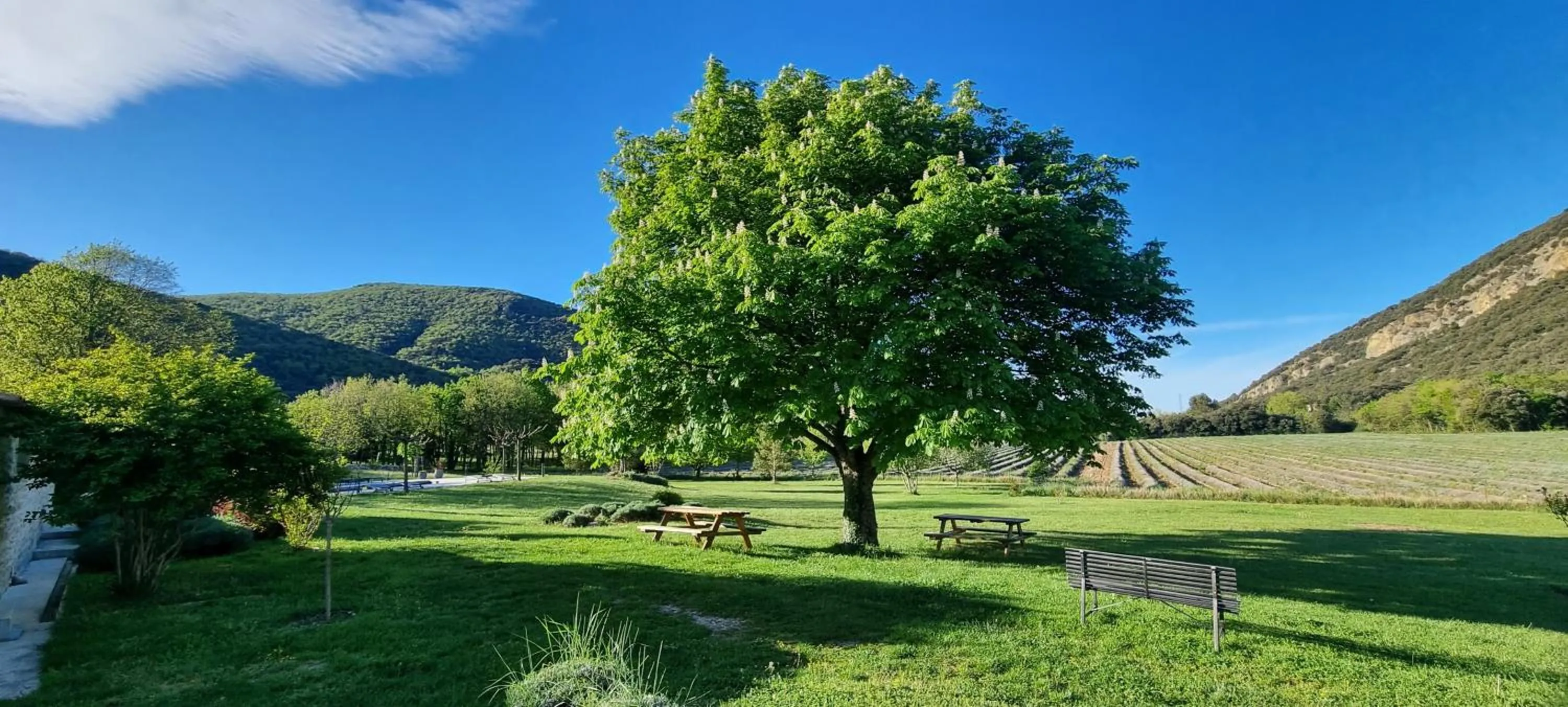Garden in Mas De La Lance