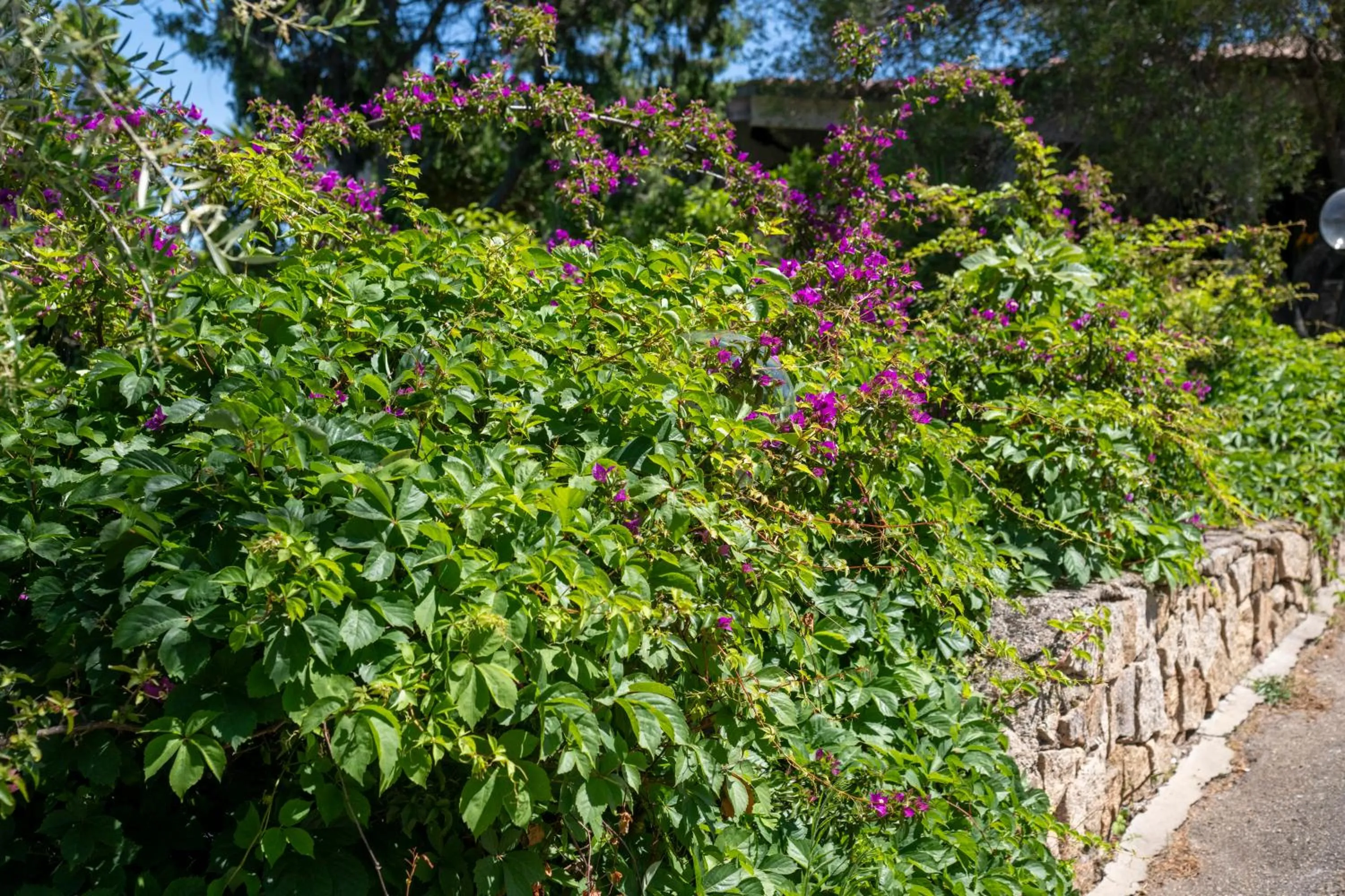 Natural landscape in AHR Altura Hotel Porto Rafael