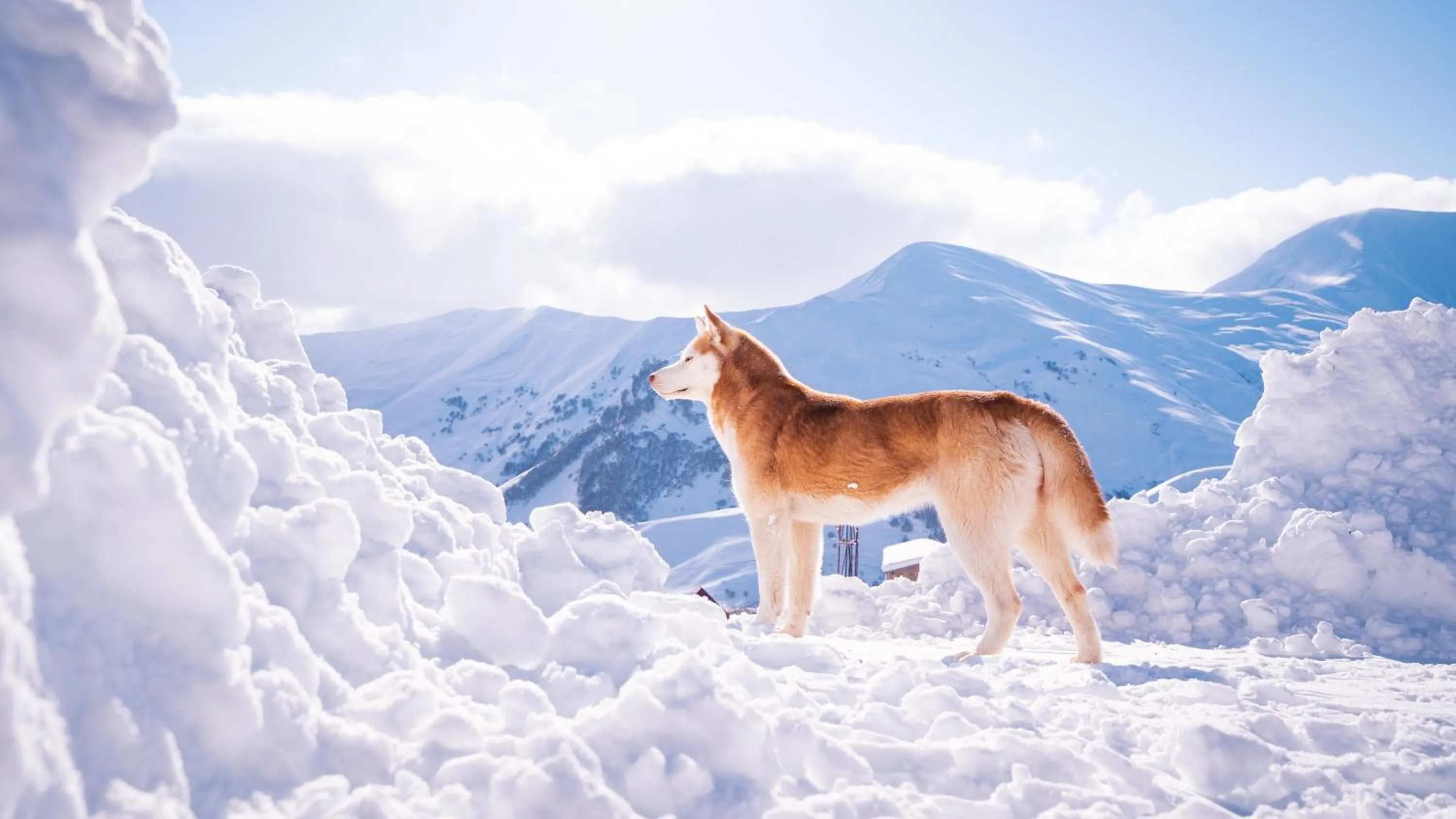 Natural landscape in Alpina Hotel Gudauri