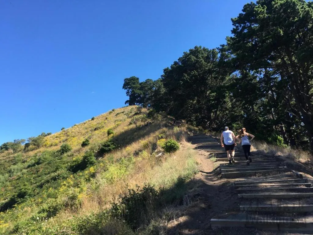 Natural landscape in Apartments on Tolmie