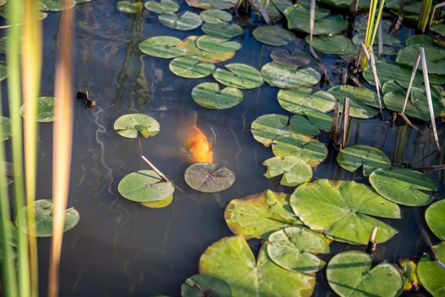 Garden in Buffelsdam Country House
