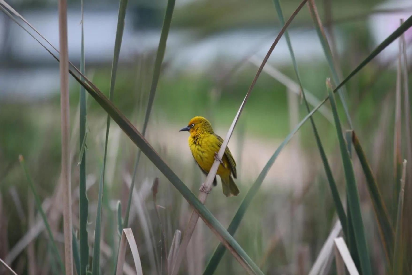 Garden in Buffelsdam Country House