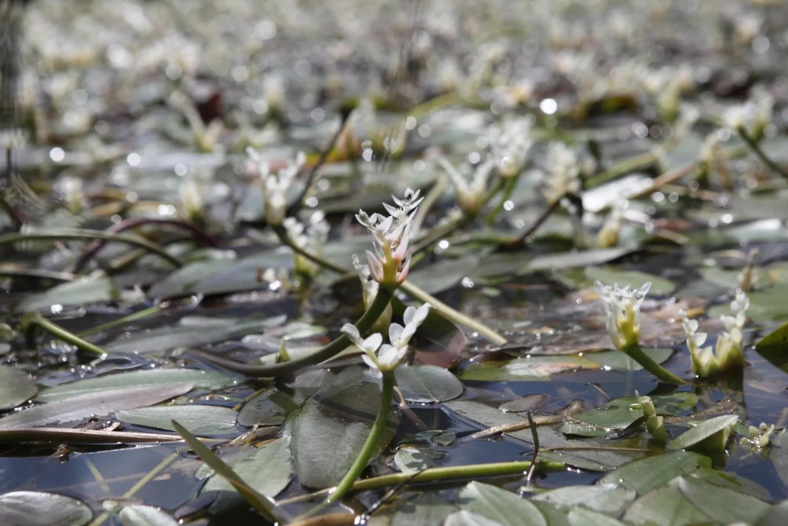 Garden in Buffelsdam Country House