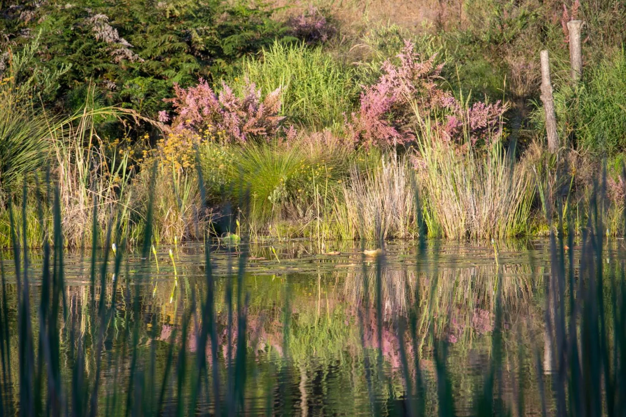 Garden in Buffelsdam Country House