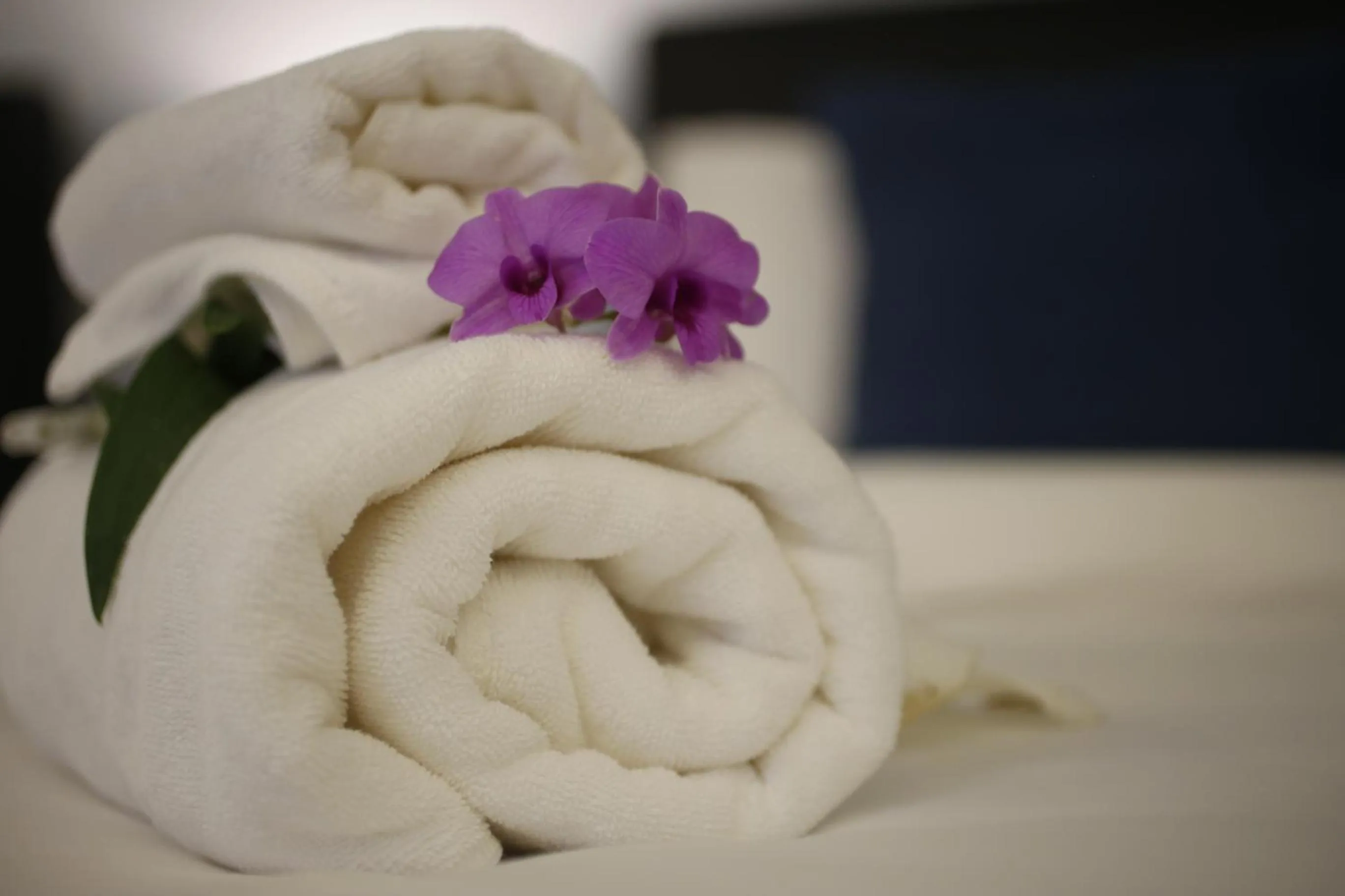 The White Elephant Home