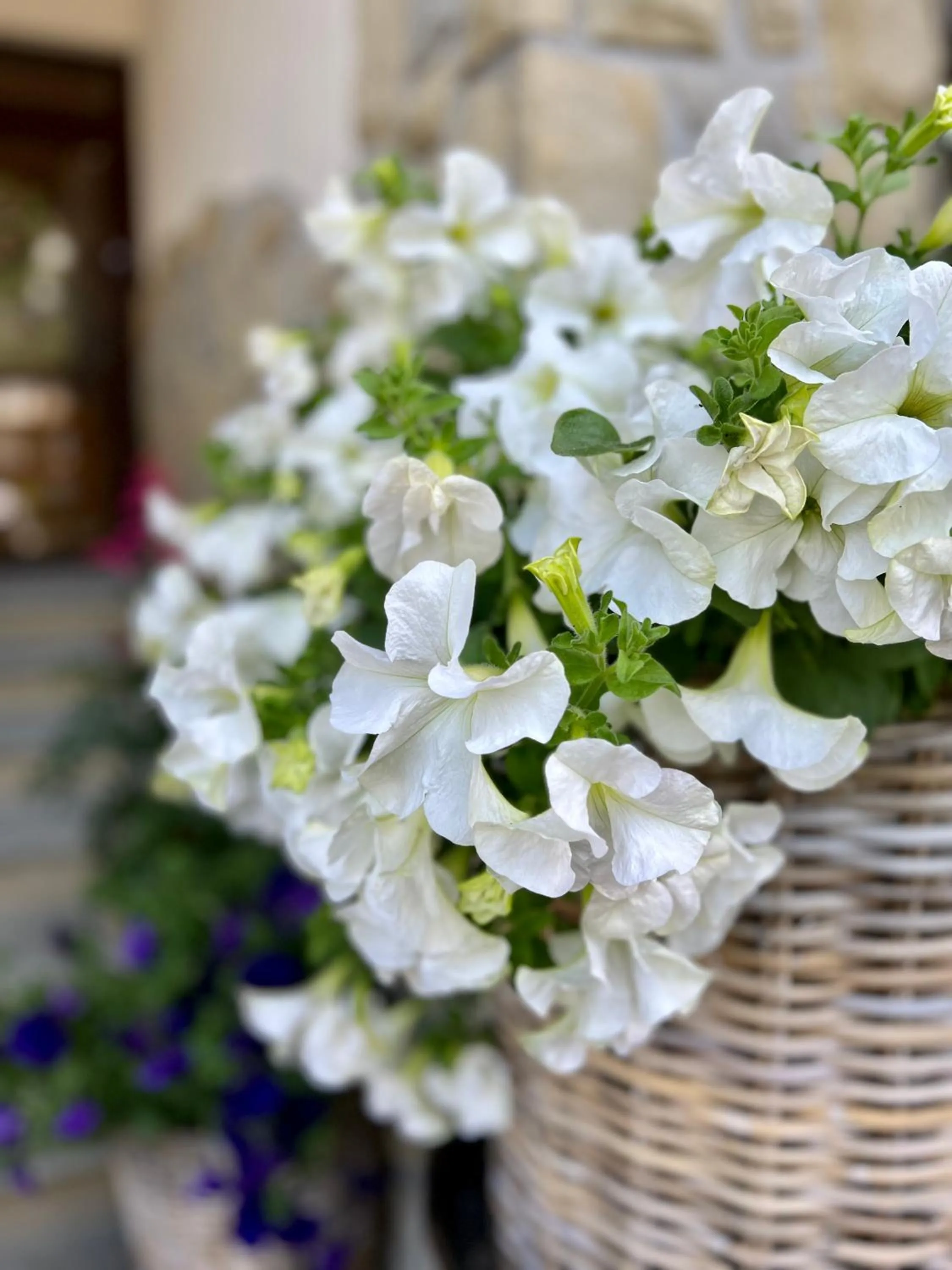 Spring in Hotel Nosal Ski & Wine