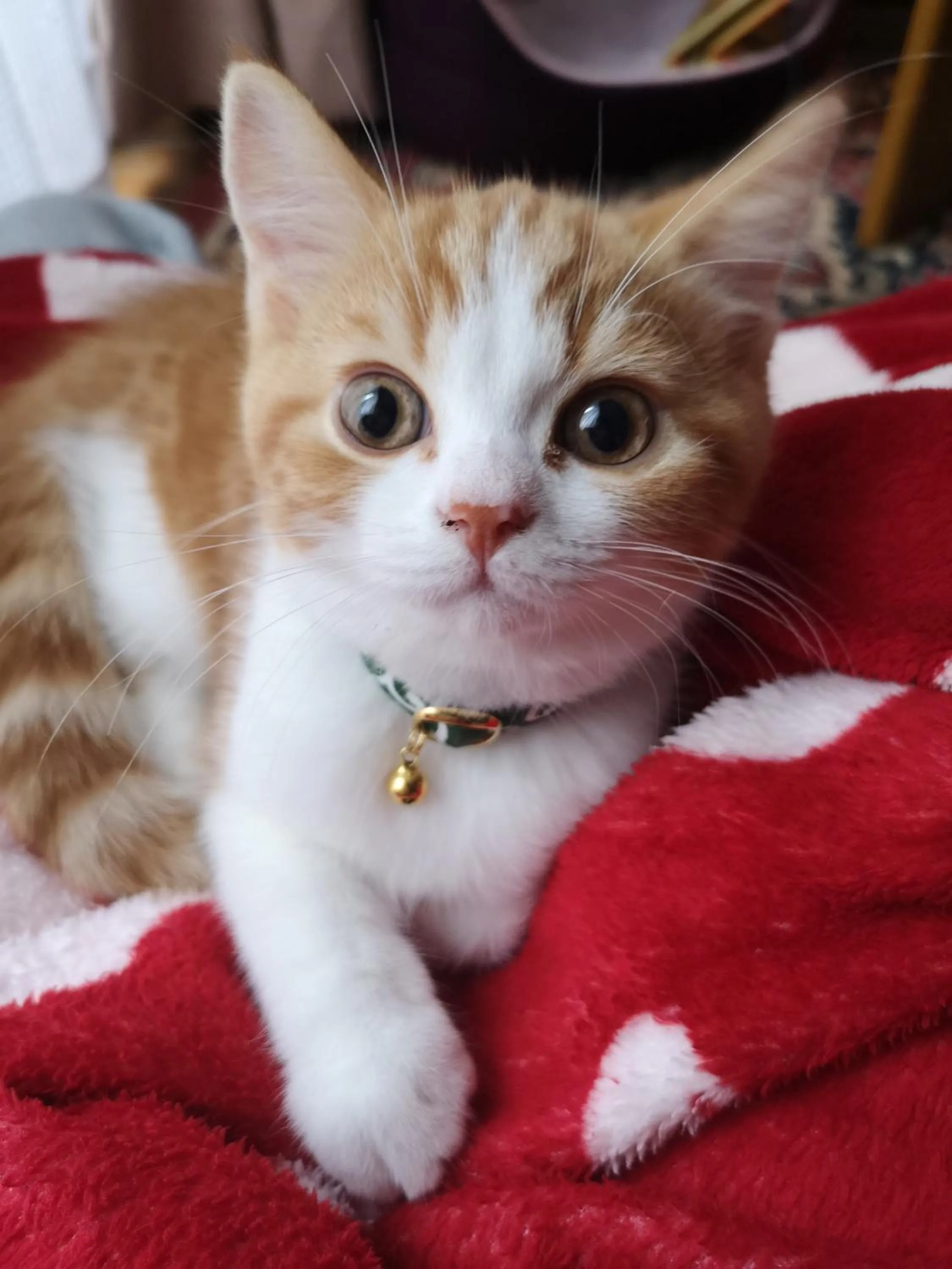 Family in Anise Garden