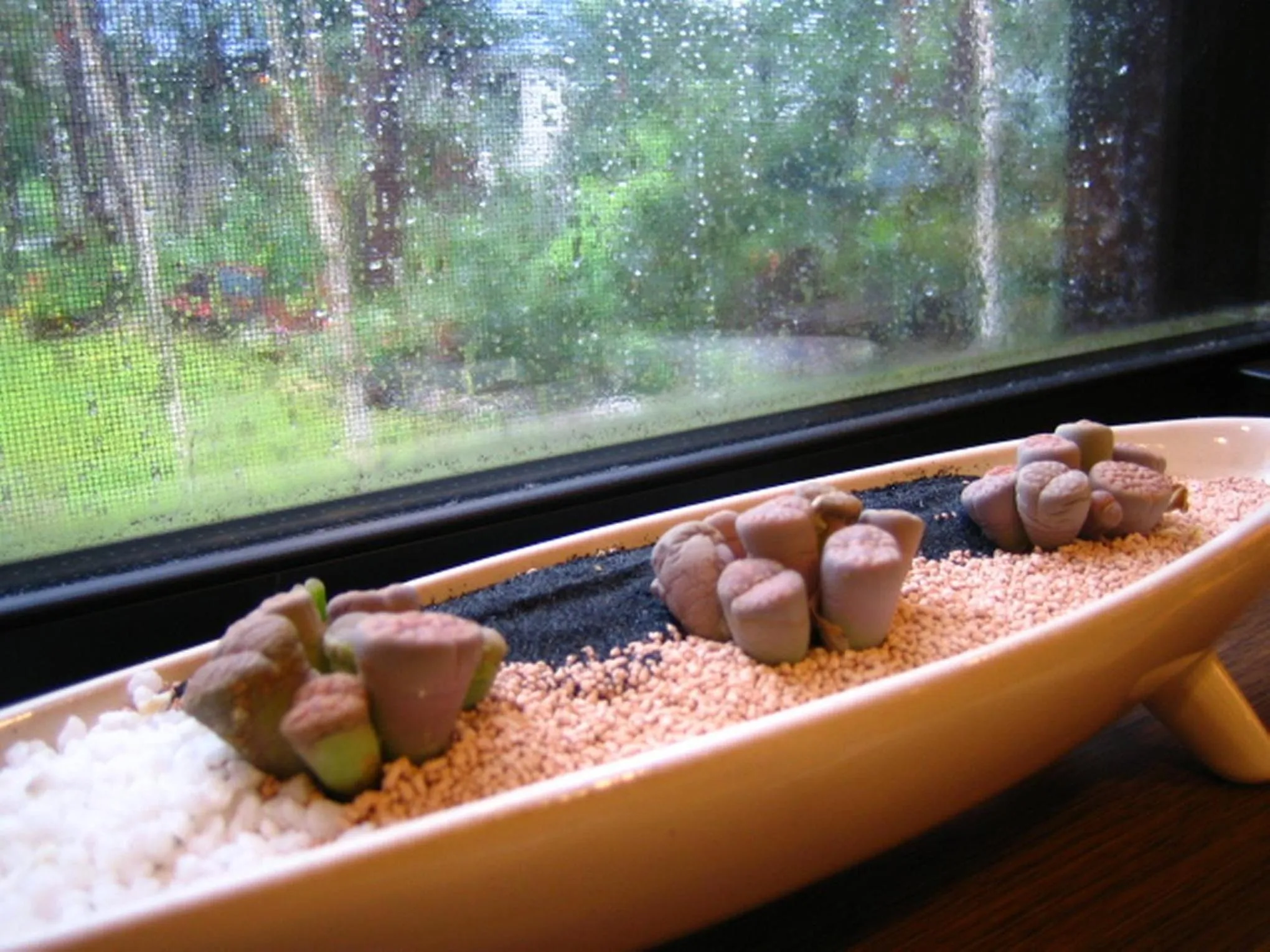 Garden view in Anise Garden