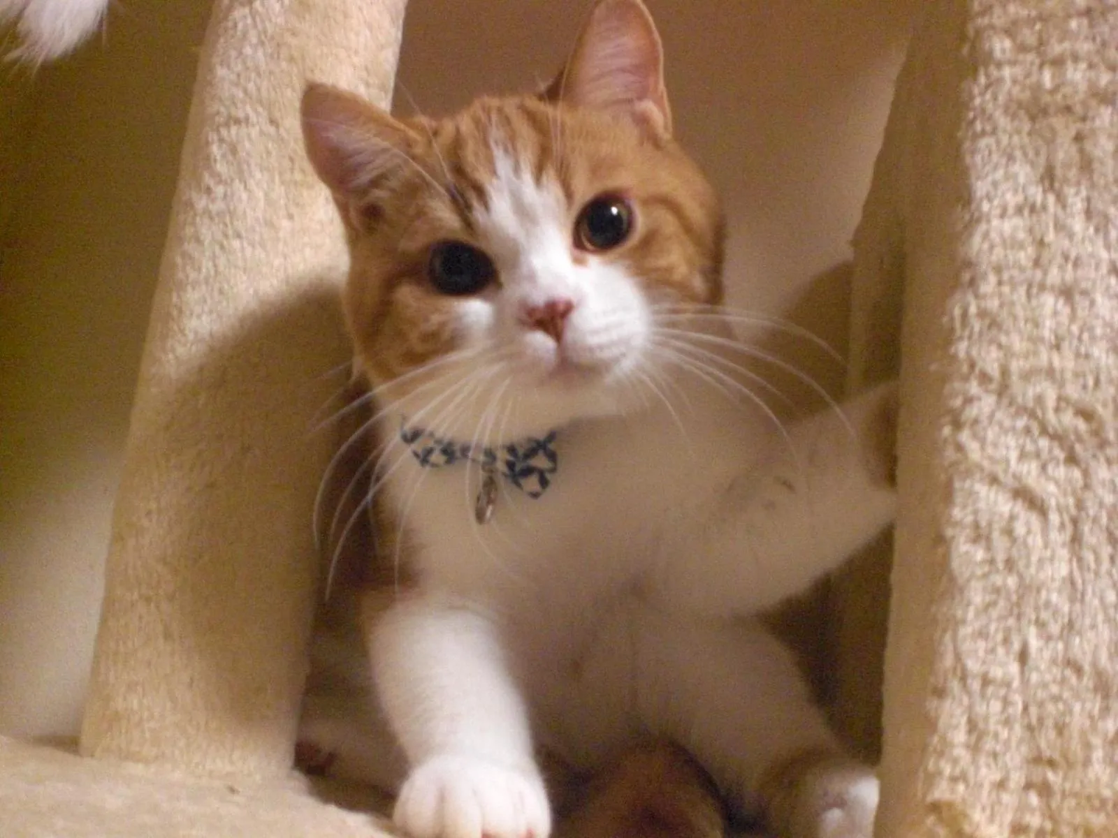 Family in Anise Garden