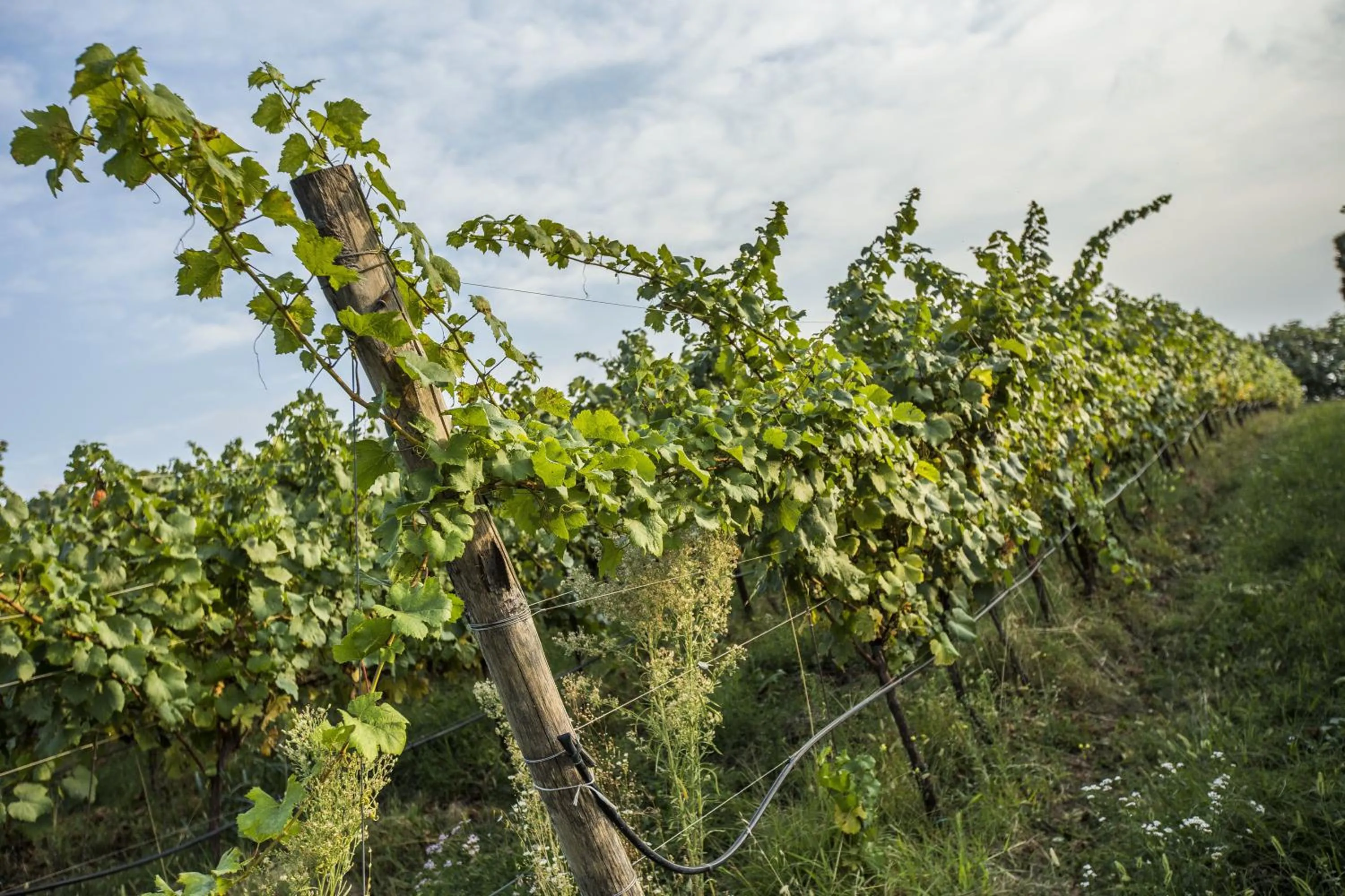 Day in Agriturismo Il Pianetto