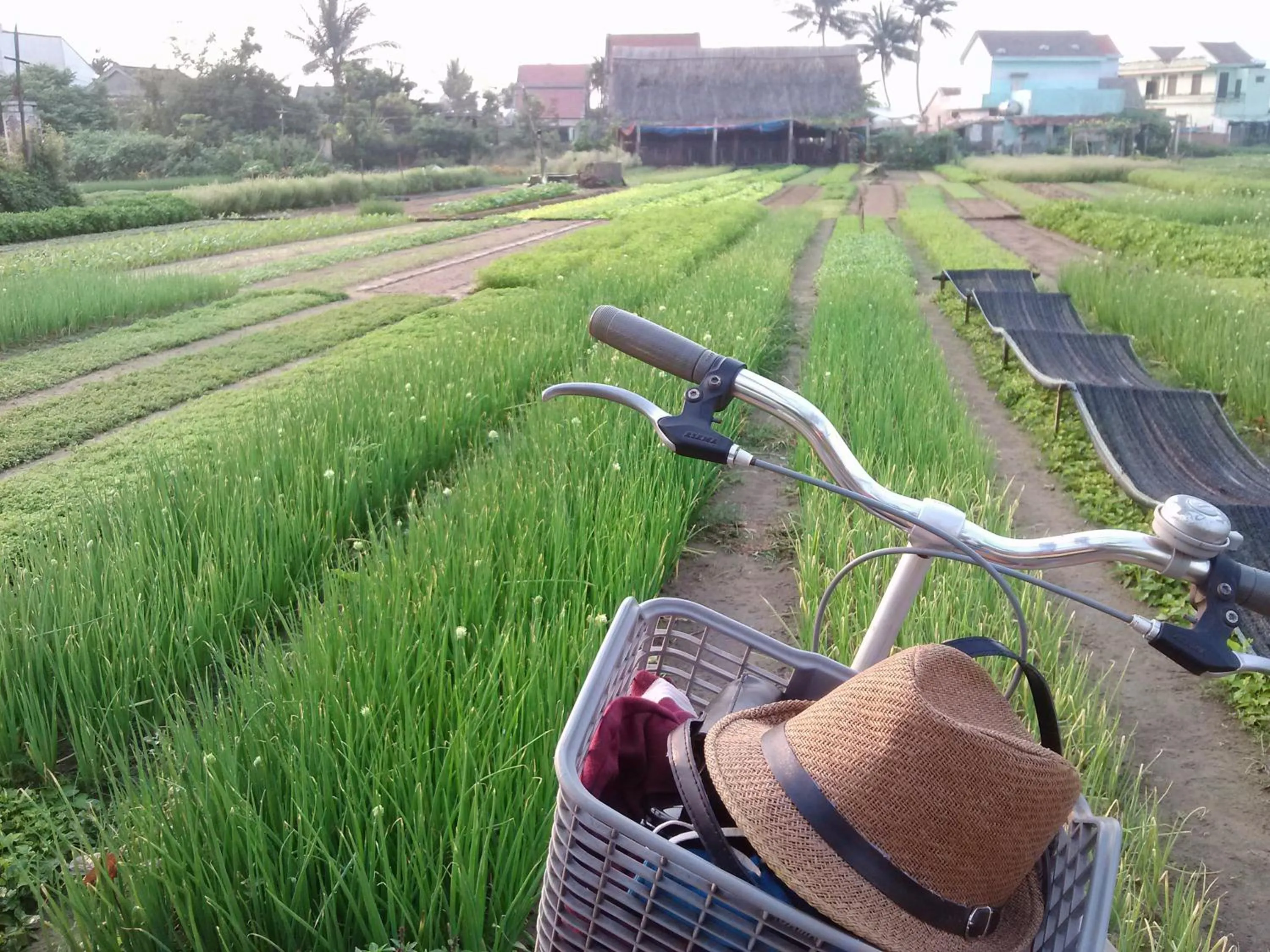 Day in Charming Homestay