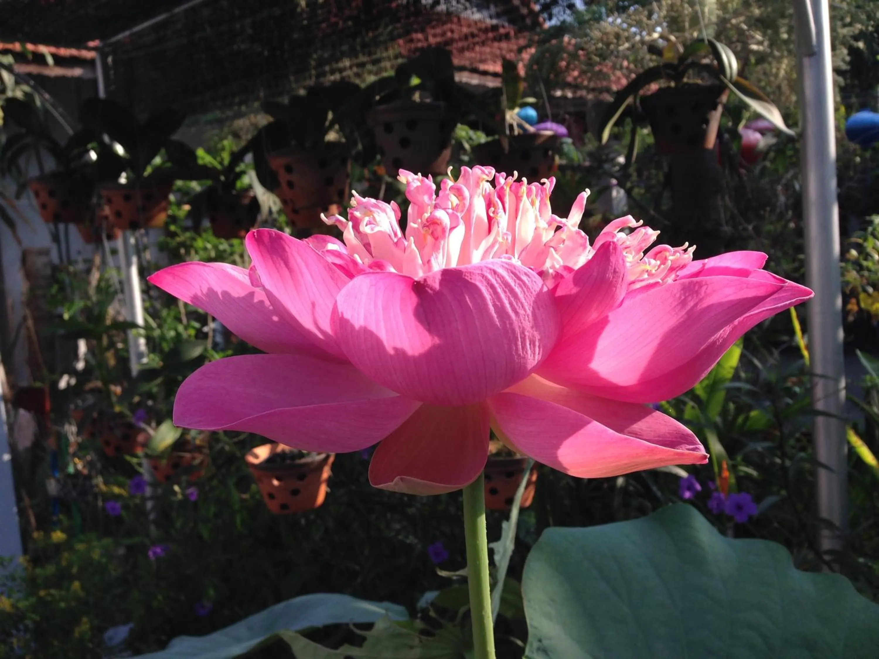 Garden in Charming Homestay