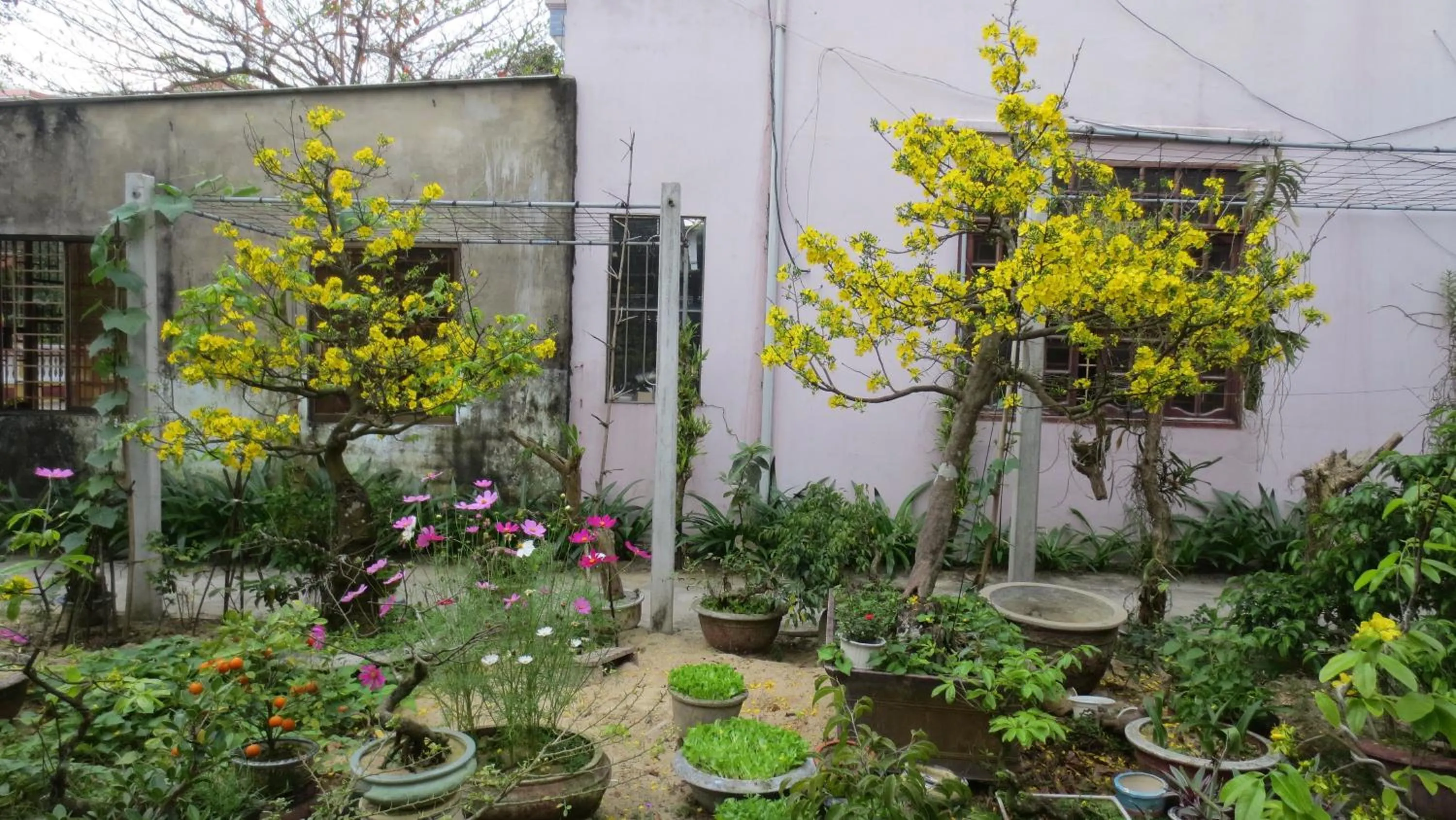 Garden in Charming Homestay