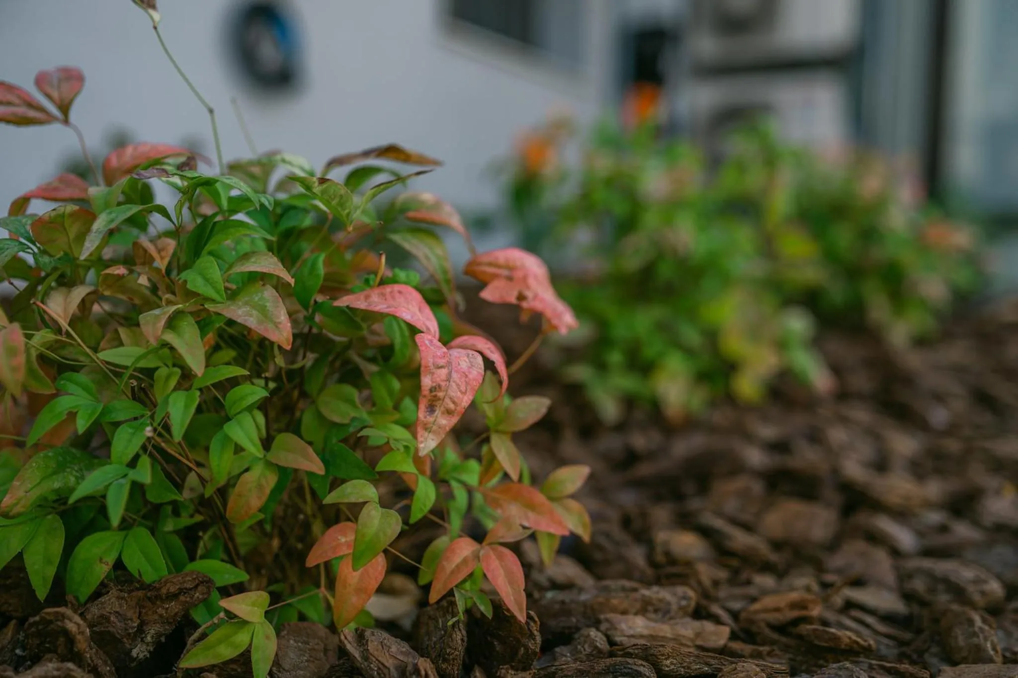 Garden in Oktolia suites