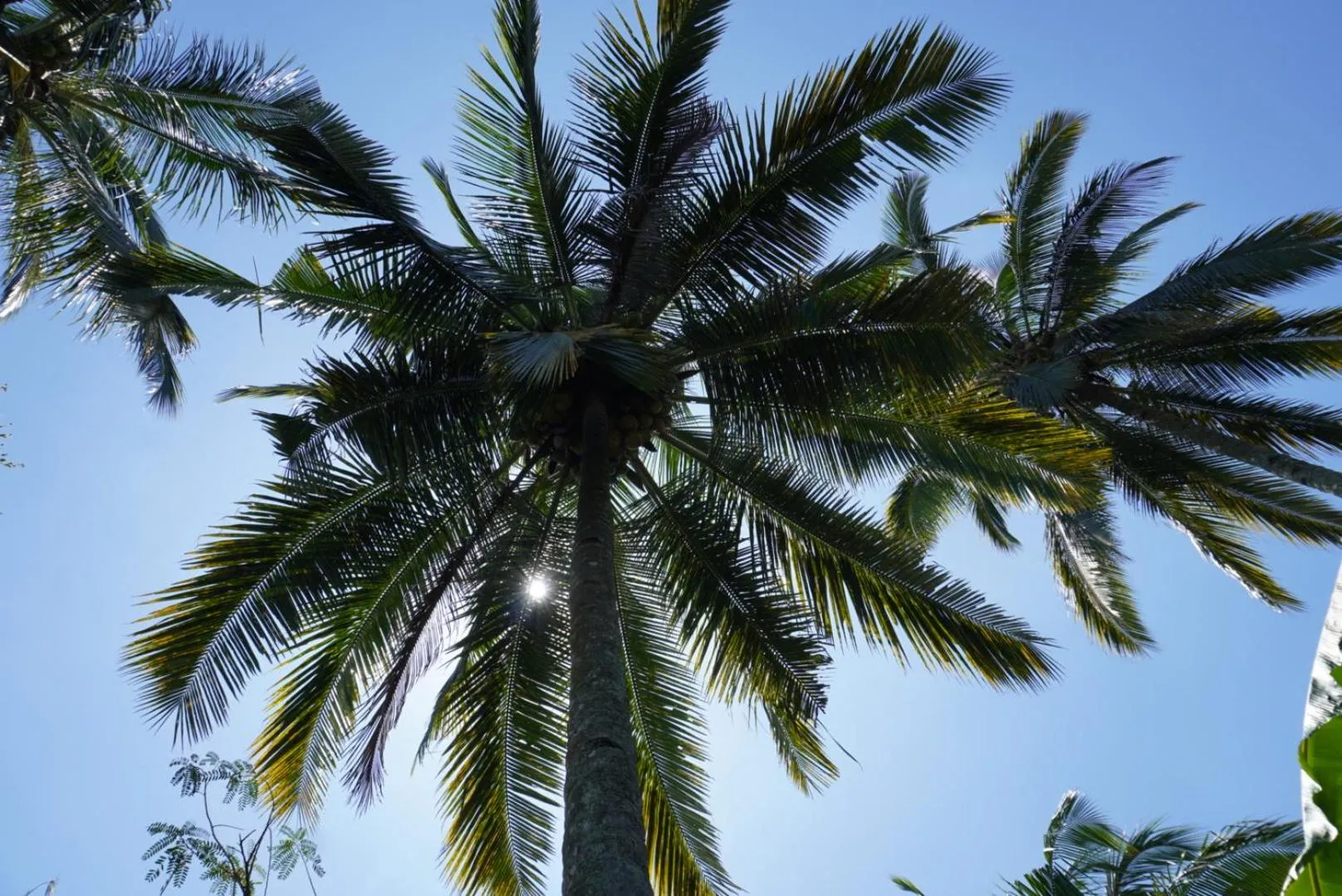 Natural landscape in Purwa Ijen