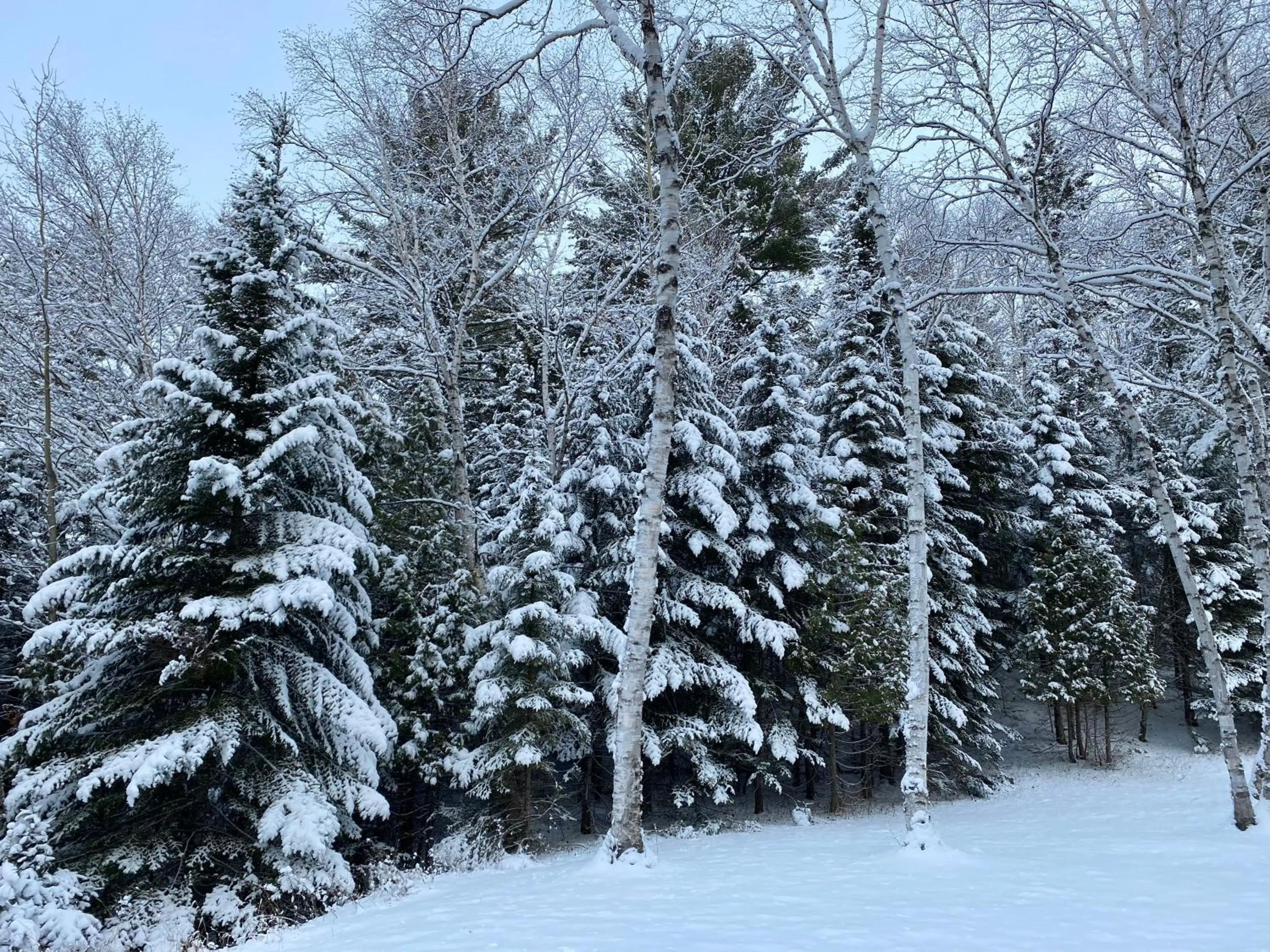 Winter in Chalet Sous Les Pins
