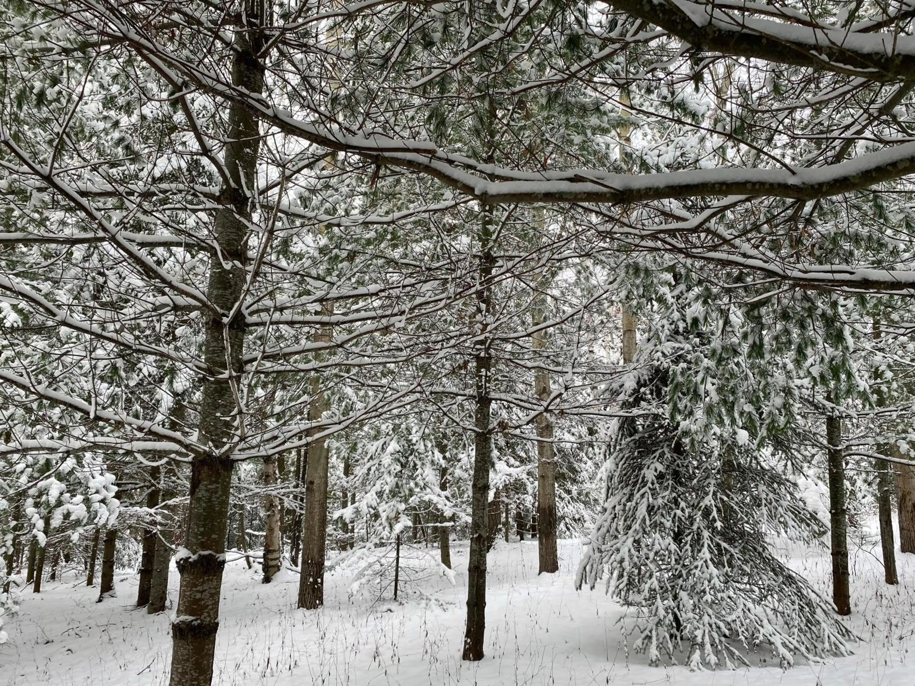 Winter in Chalet Sous Les Pins