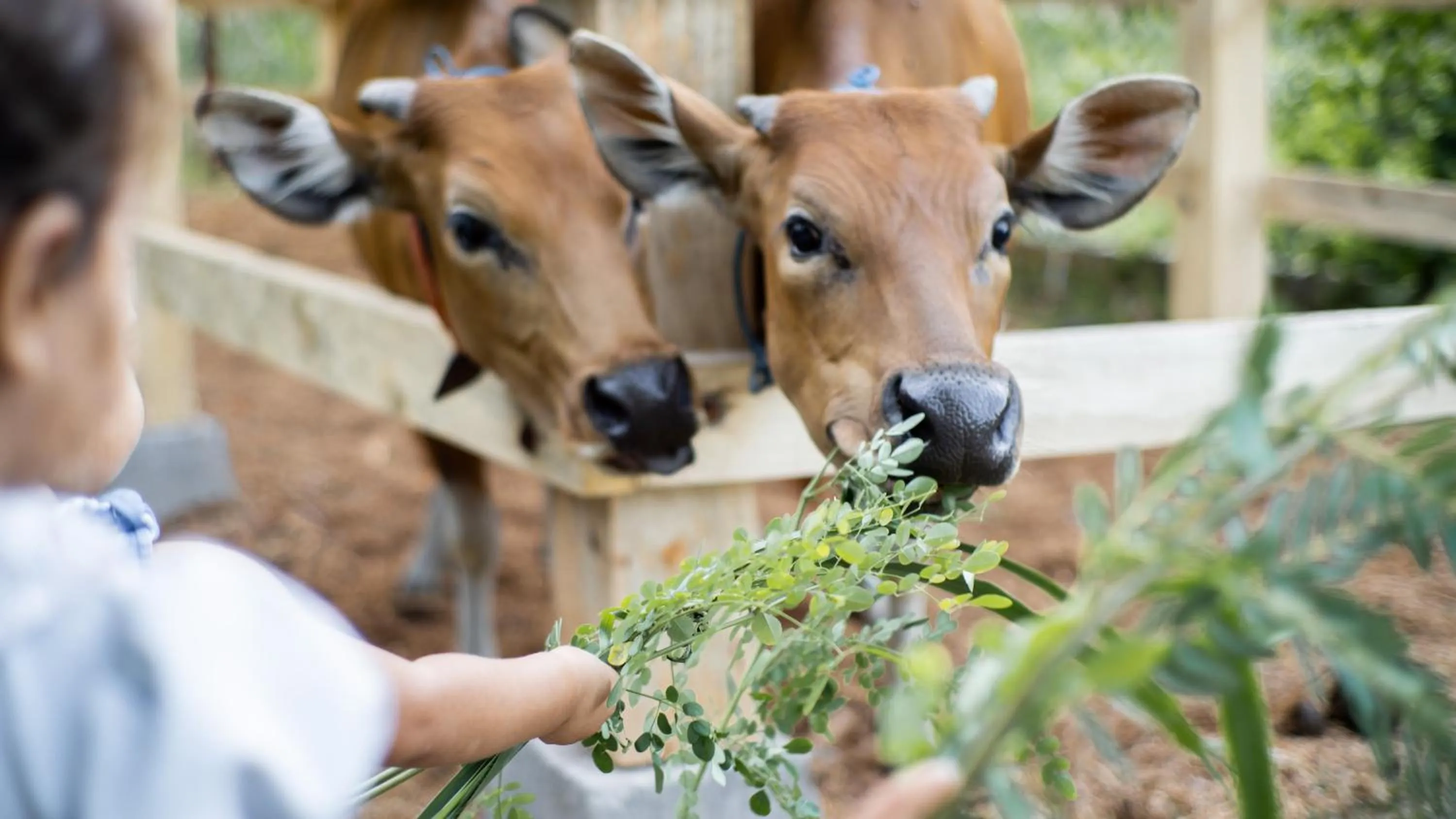 Day in Dejama Glamping Resort Lombok