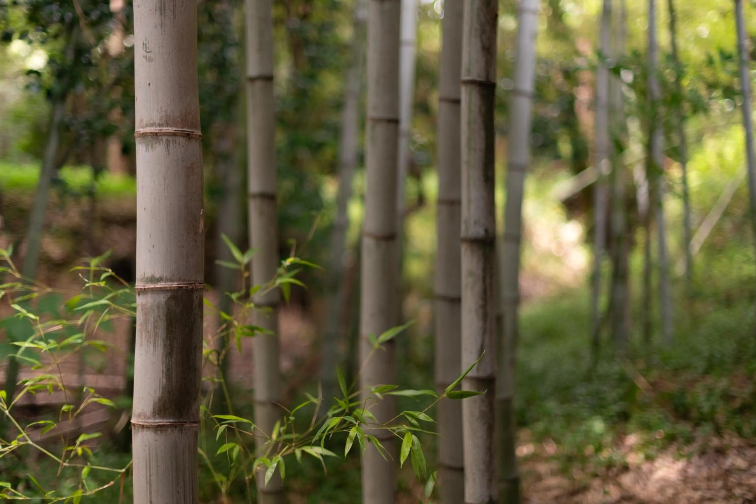 Garden view in Kikusui