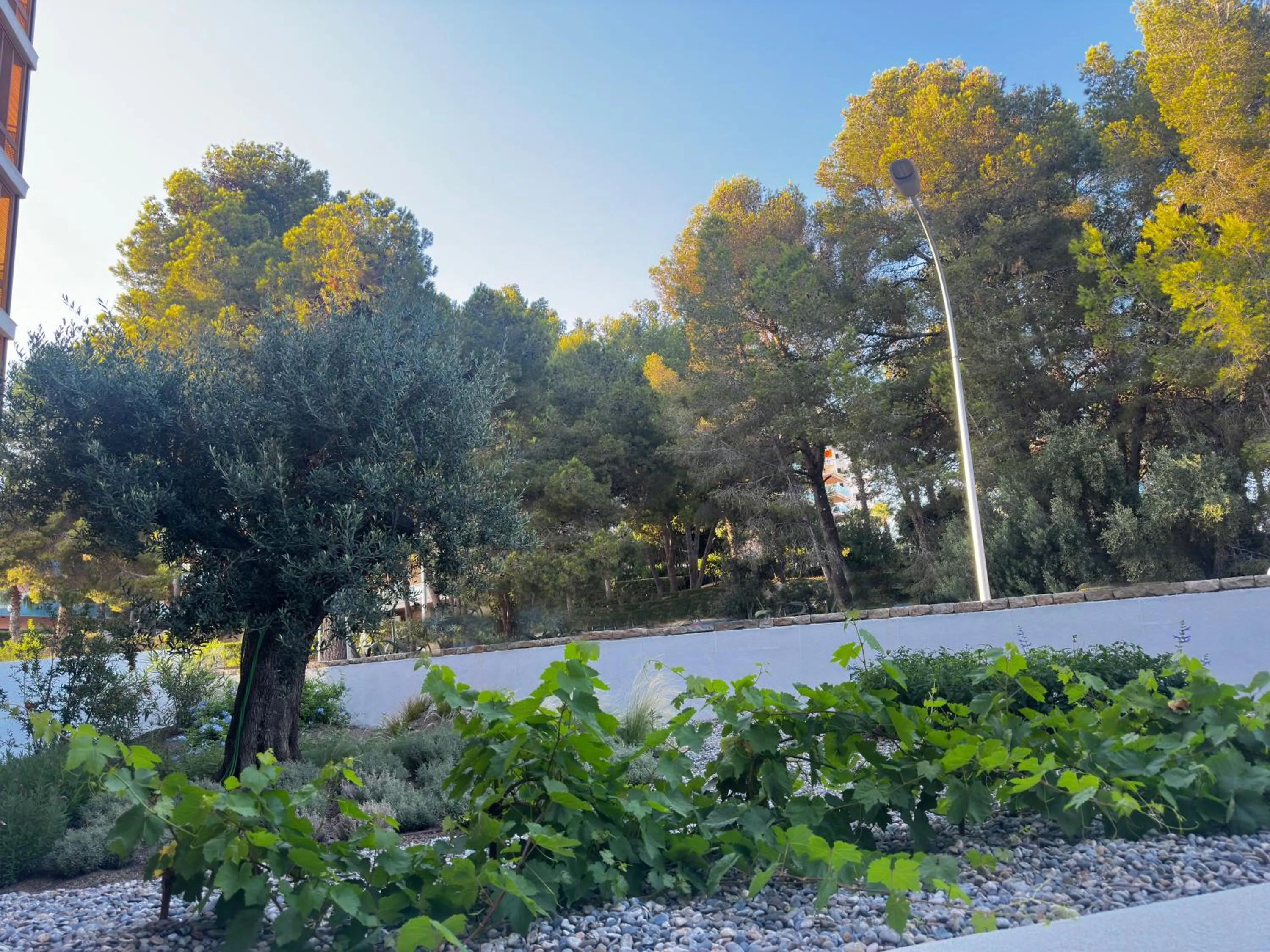 Garden in Hotel SunClub CalaVinya - Adults Recommended