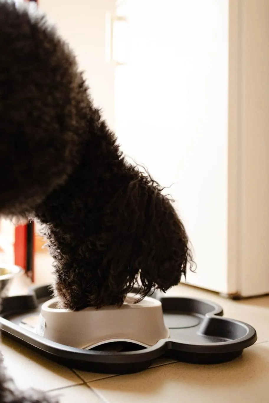 Pets in Hotel Club La Villa