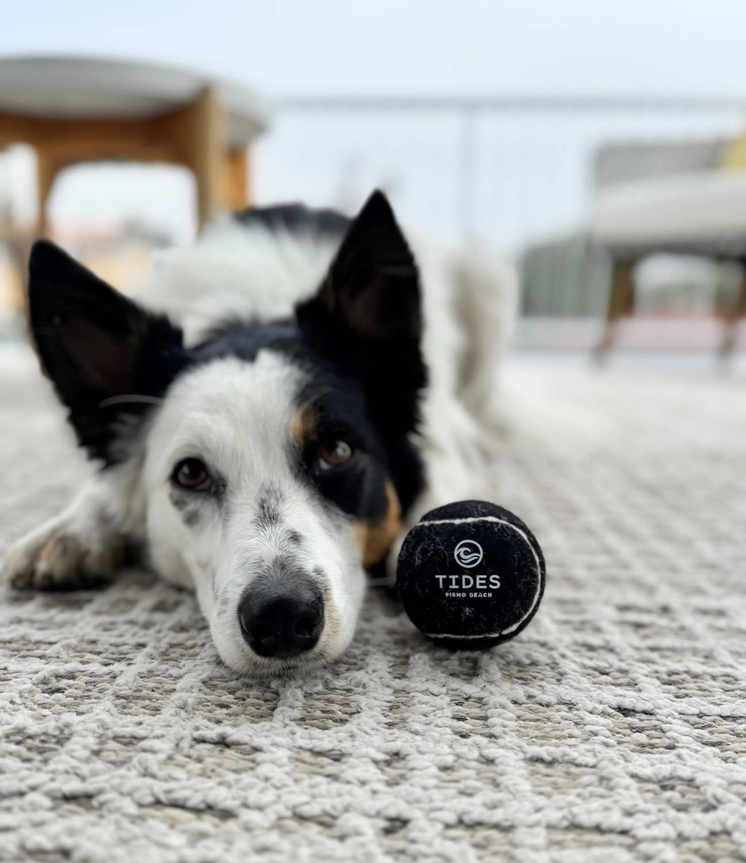 Pets in Tides Oceanview Inn and Cottages