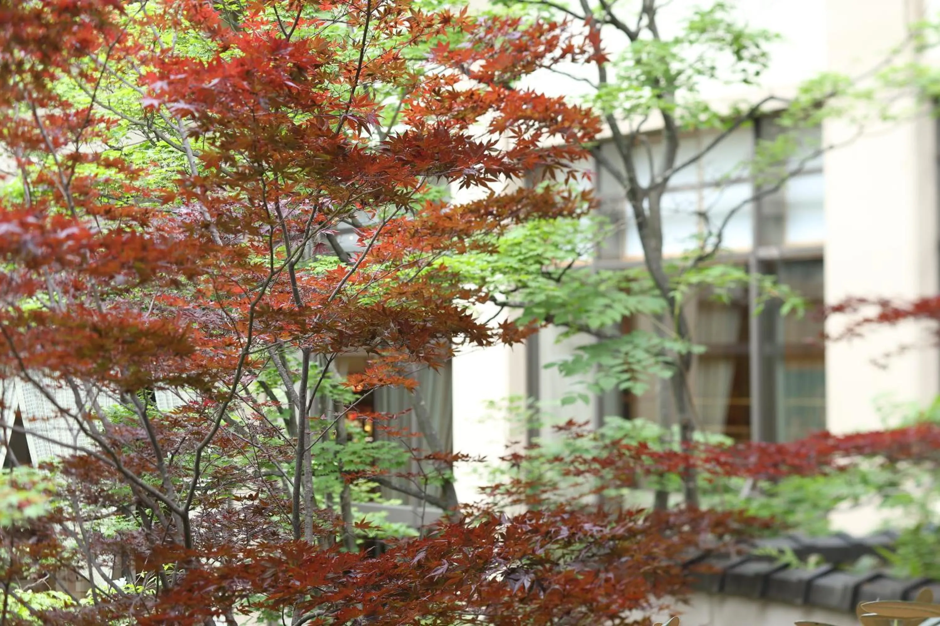 Area and facilities in Hotel Sakurai