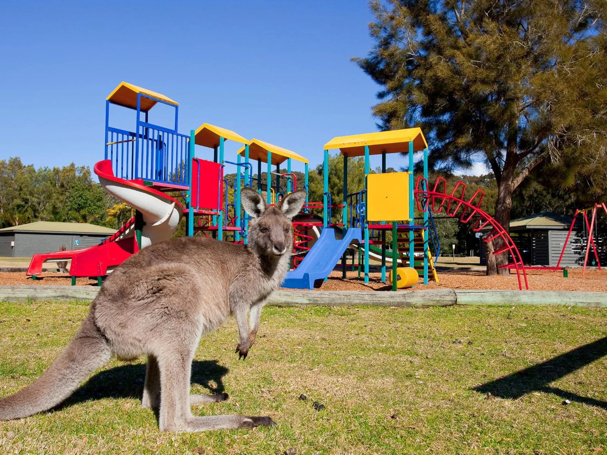 Children play ground in NRMA Murramarang Beachfront Holiday Resort