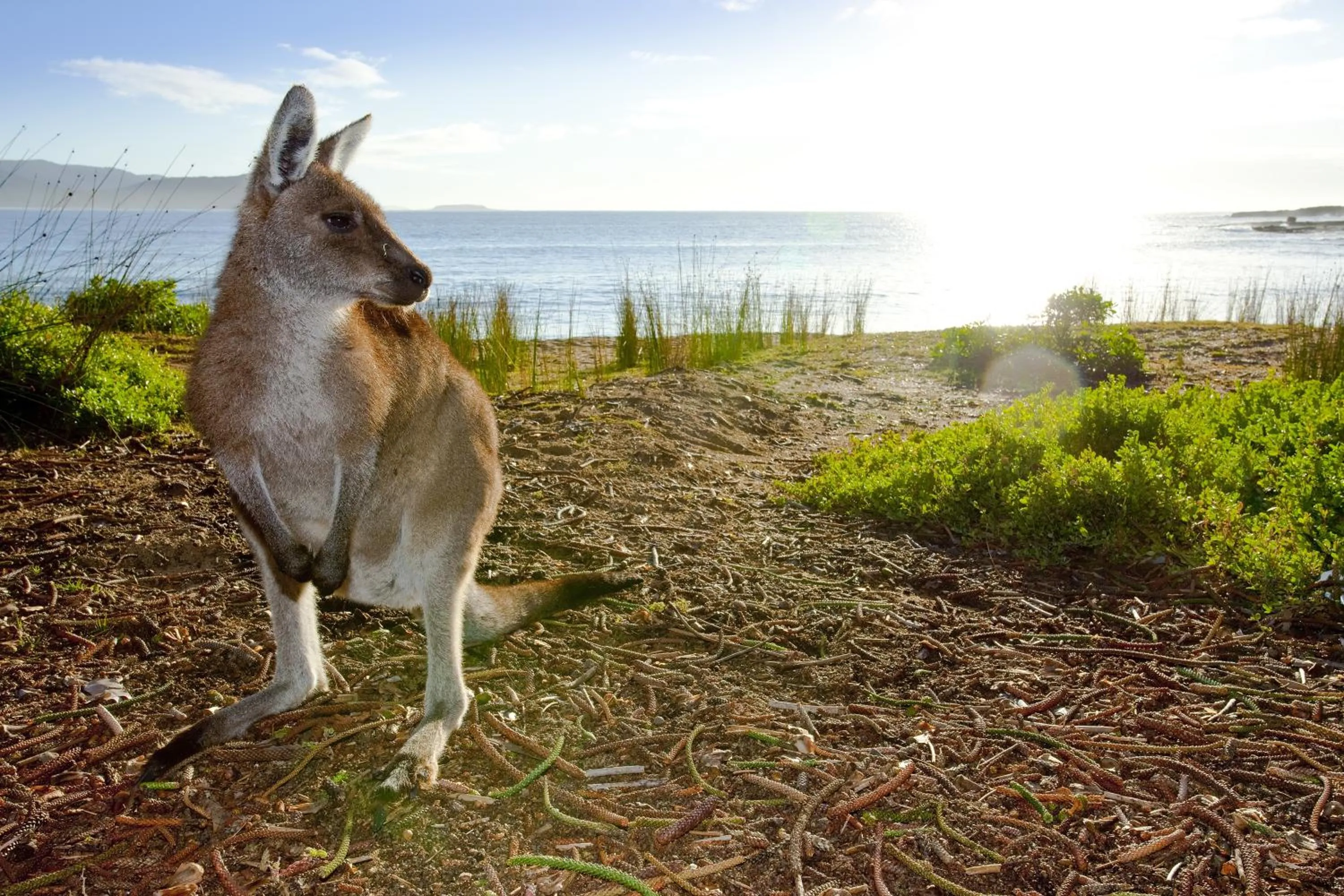Area and facilities in NRMA Murramarang Beachfront Holiday Resort