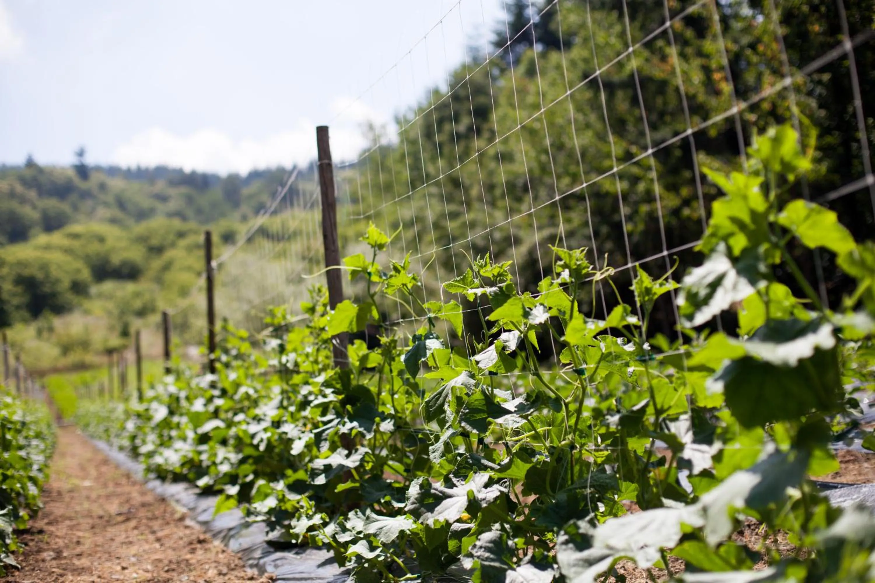 Nearby landmark in Hotel Miramonti