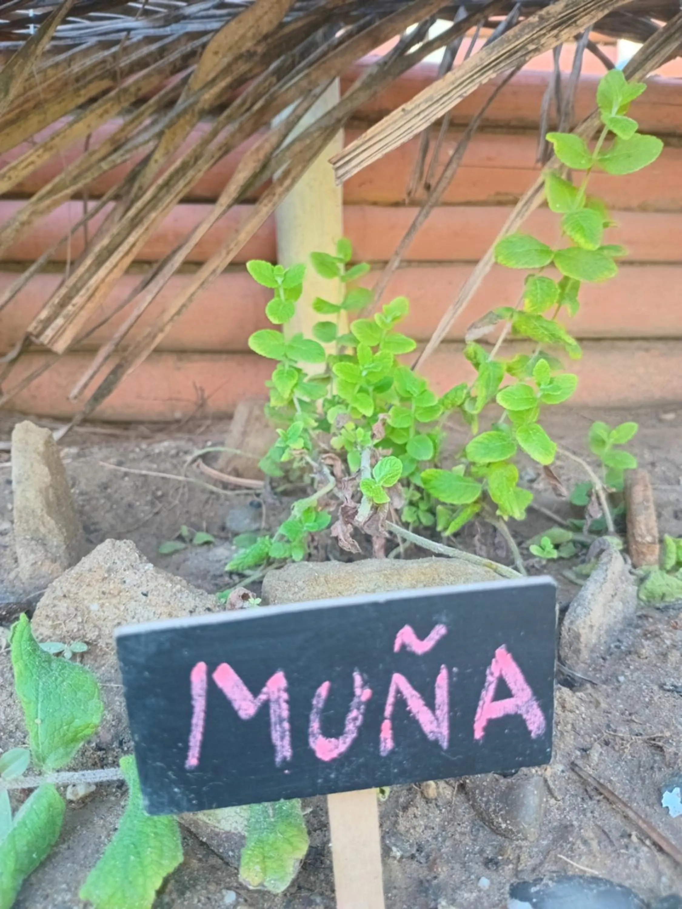 Restaurant/places to eat in H0TELIER Home, Máncora