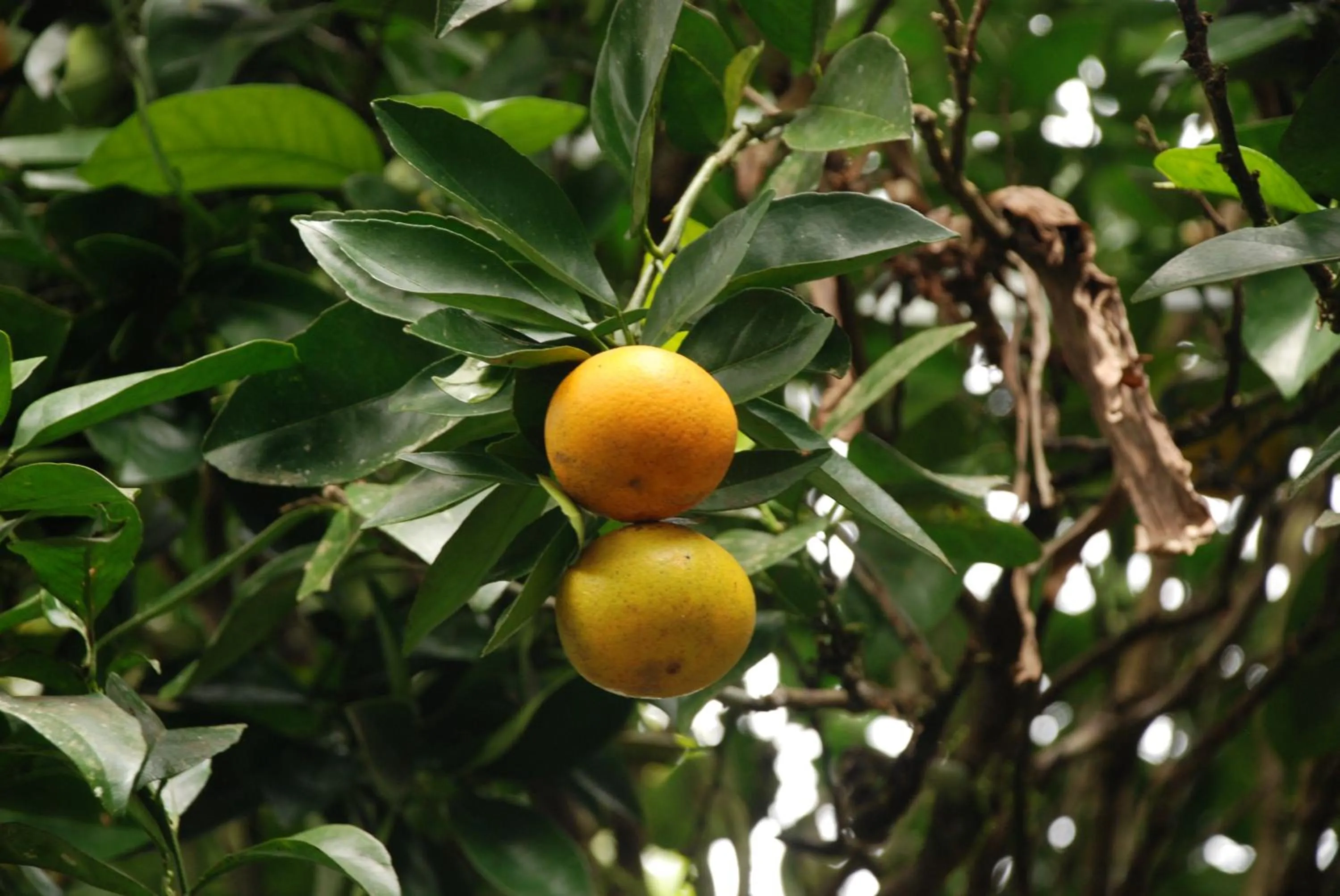 Breakfast in San Agustin Internacional Hotel