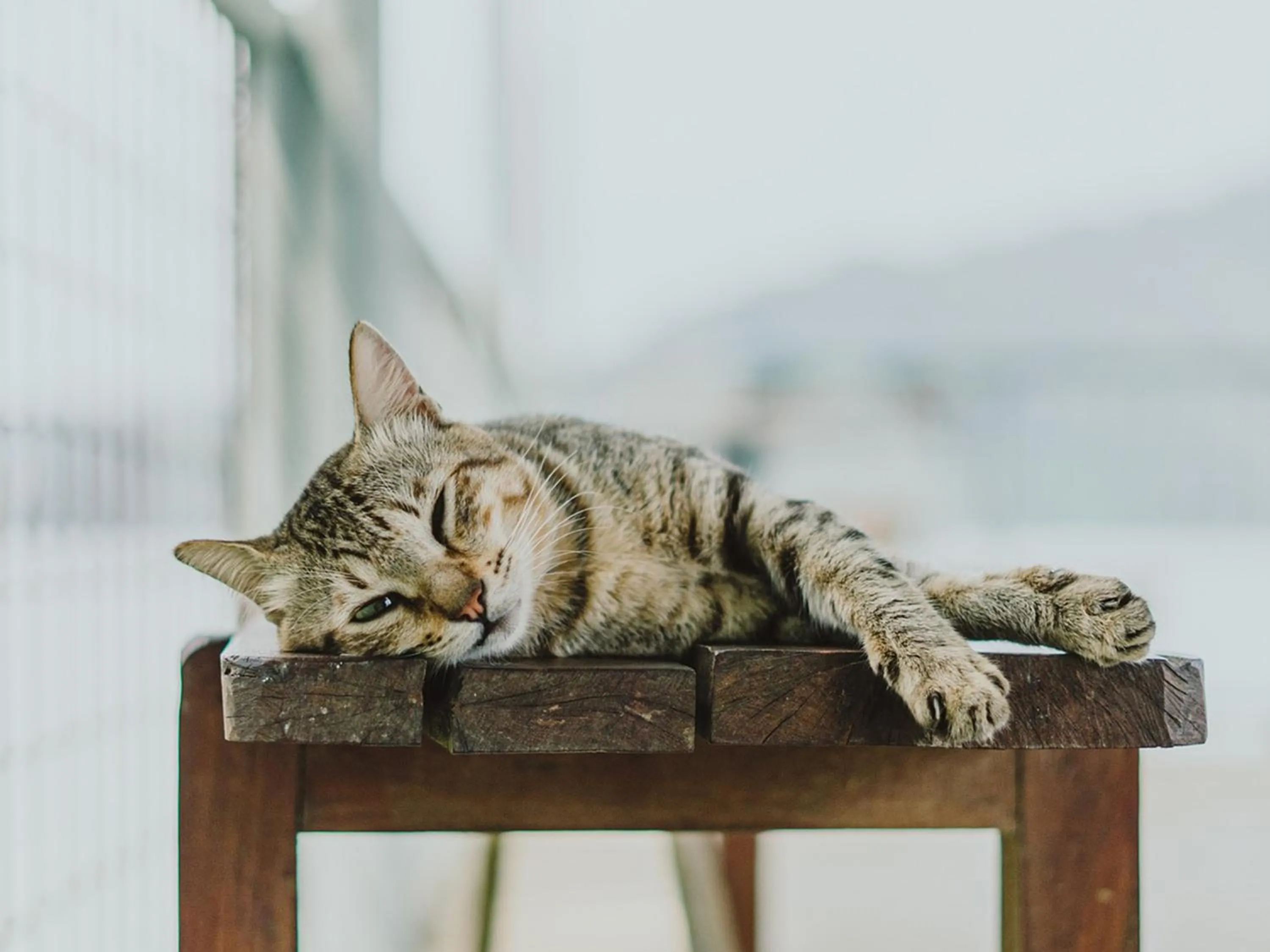 Animals in ritomaru rooms hakata hakozaki