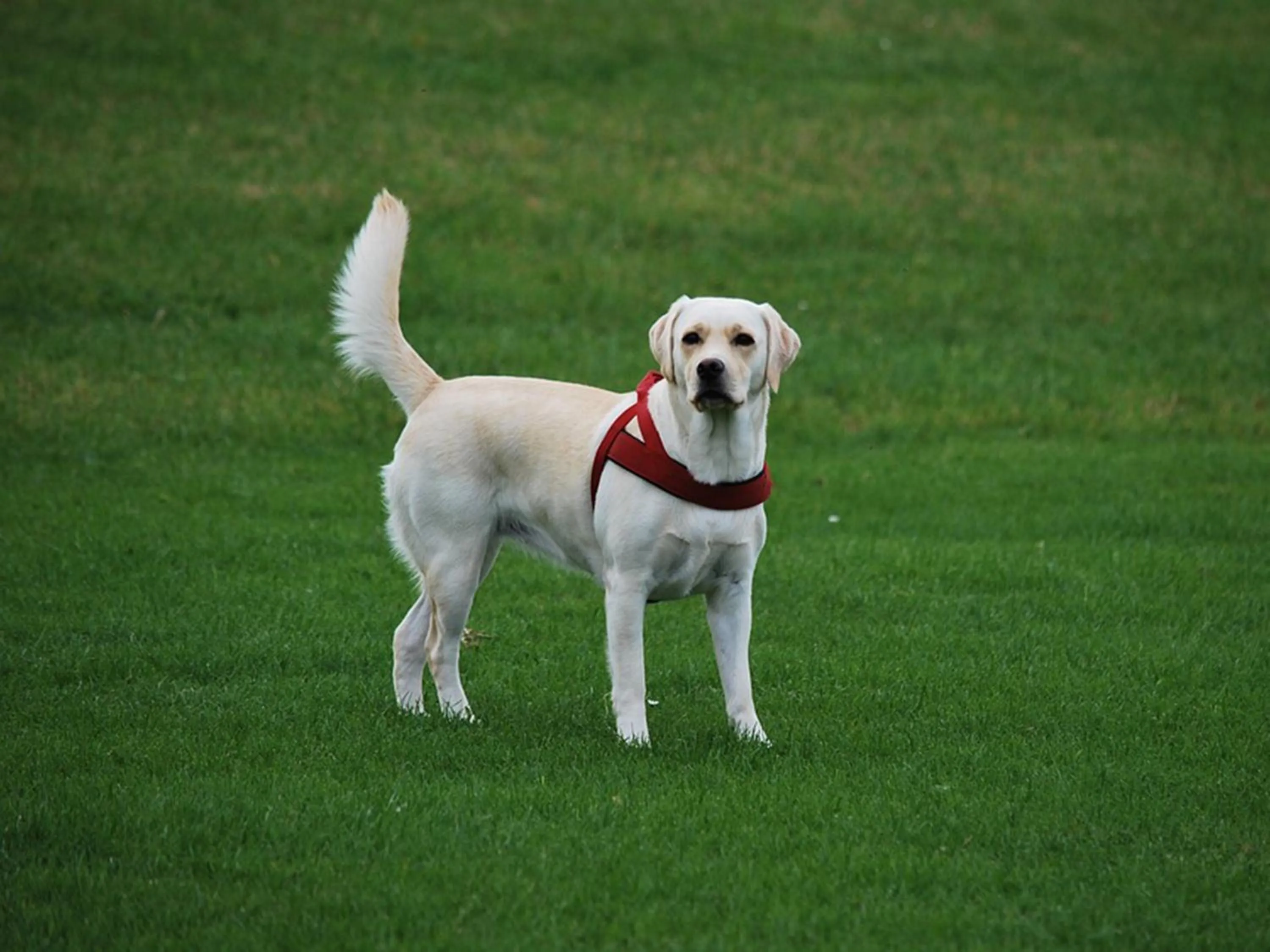 Animals in ritomaru rooms hakata hakozaki