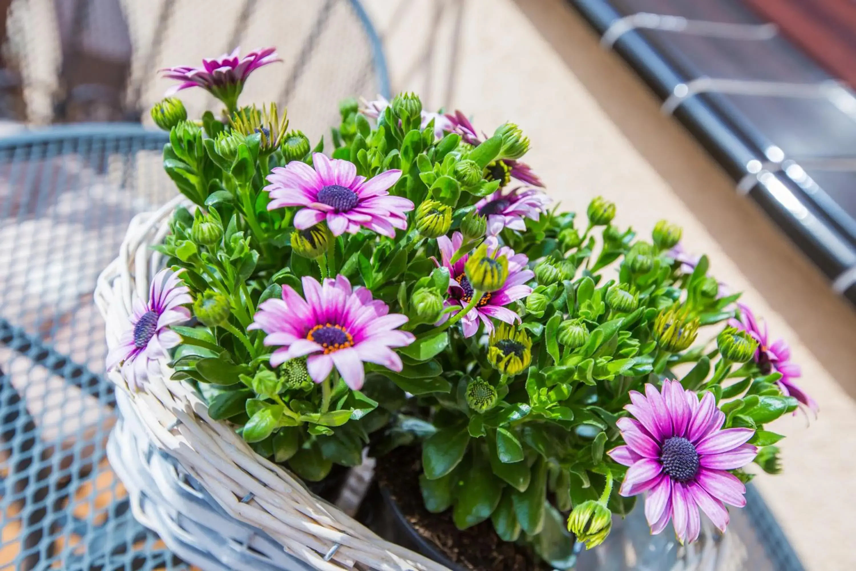 Double Room with Balcony in Savona Świnoujście Double Room with Balcony in Savona Świnoujście