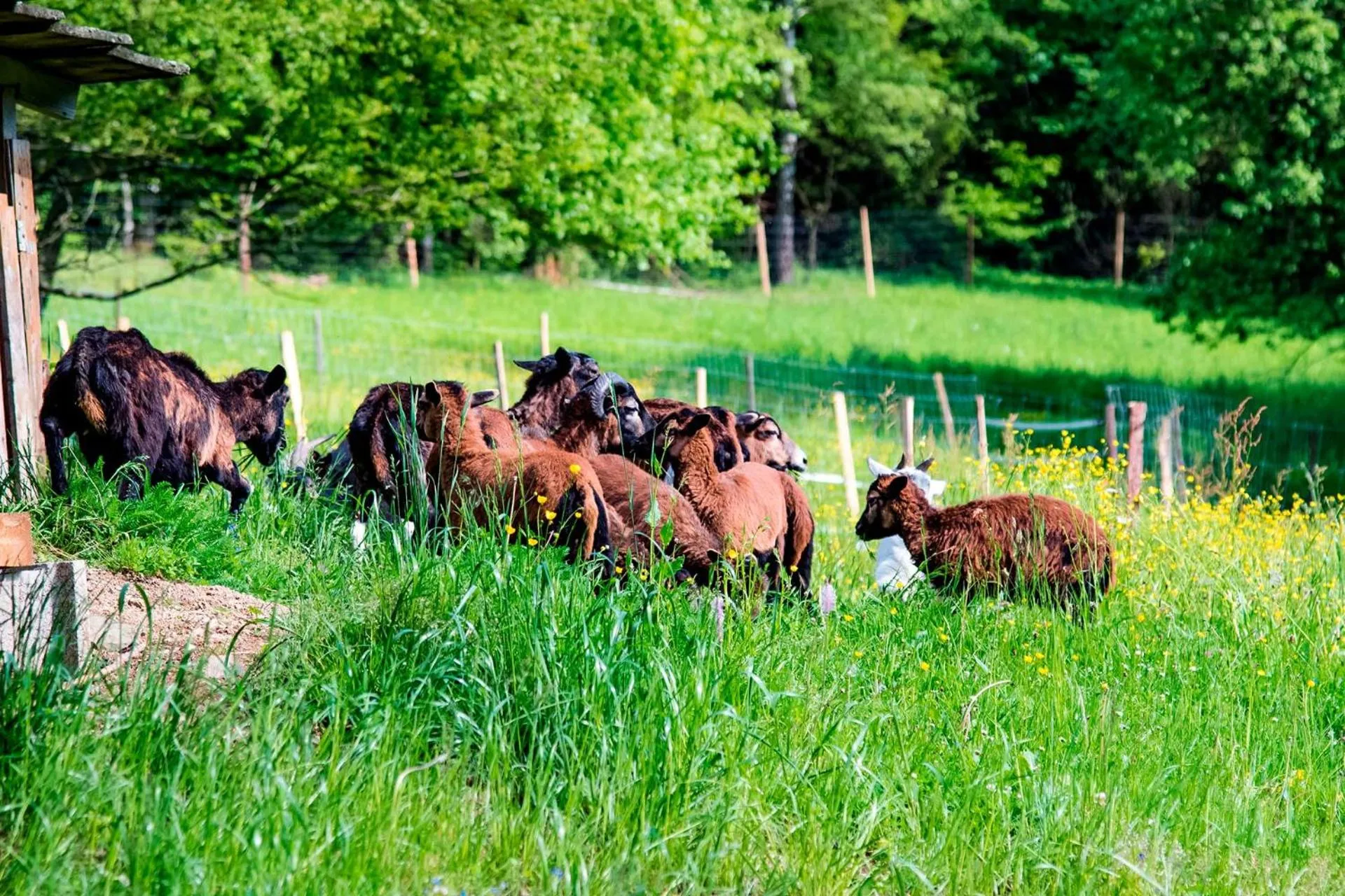 Animals in Wellness & Spa Hotel Čertov